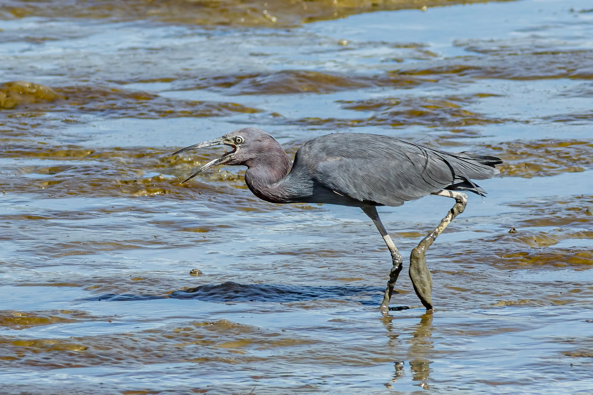 Little blue heron 5, Ferry Landing area