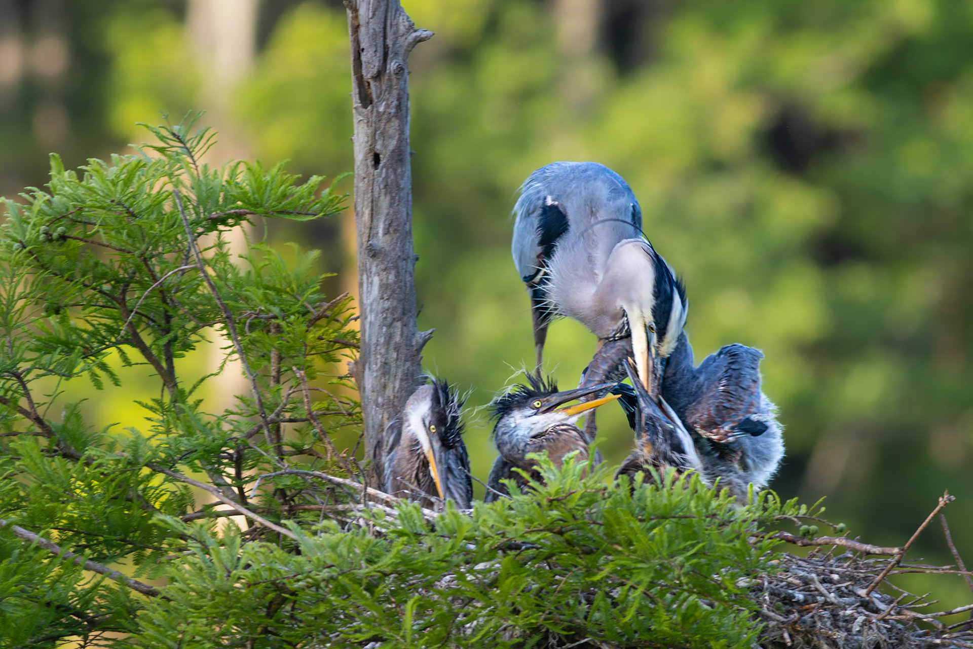 Great blue heron 81, Magnolia Plantation and Gardens, SCAIR 25