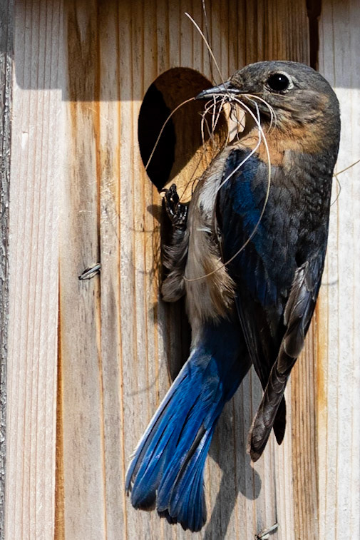 Female Eastern Bluebird 16, OIB