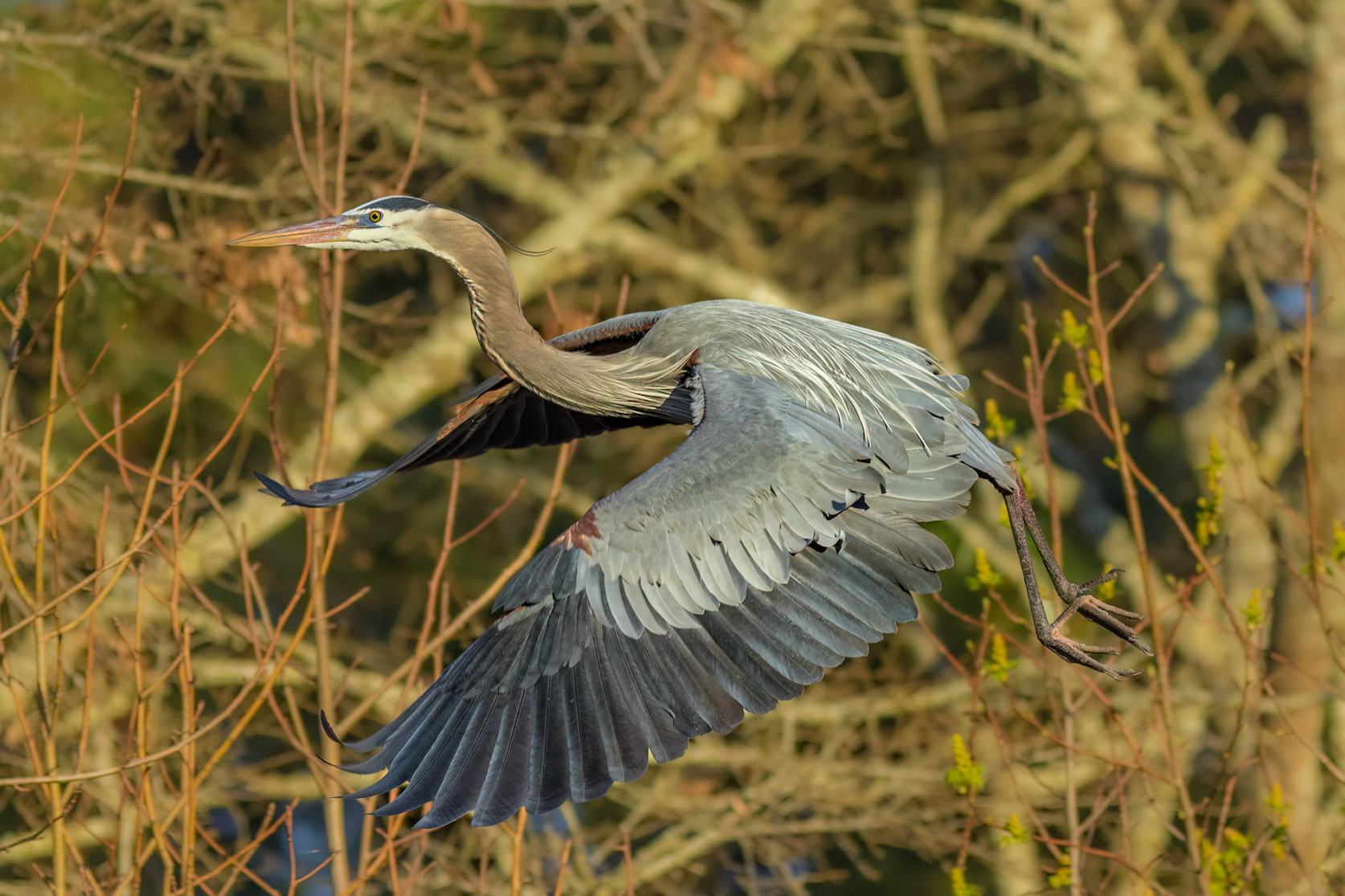 Rookery 37, Sea Trail