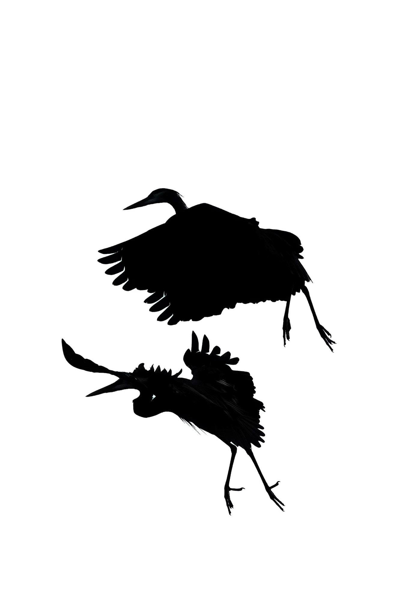 Rookery 26, Sea Trail