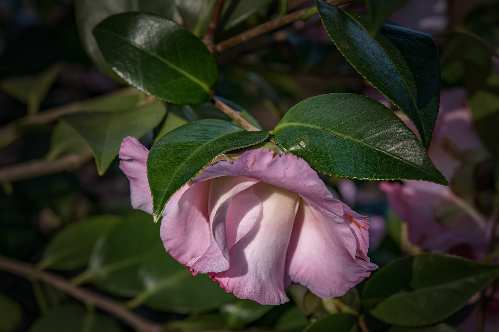 Camellia 6, New Hanover County Arboretum