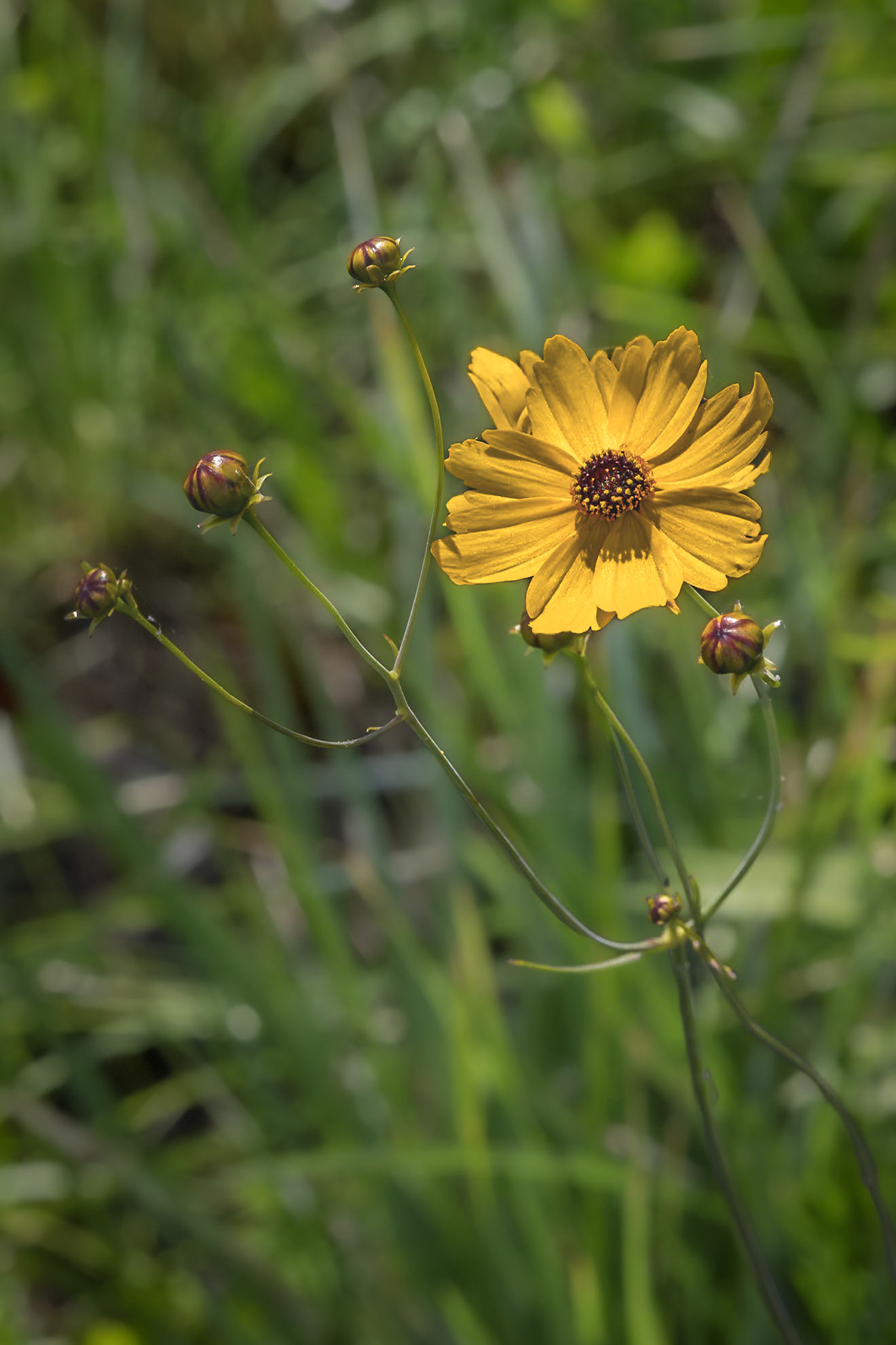 Coreopsis 1, Green Swamp Preserve