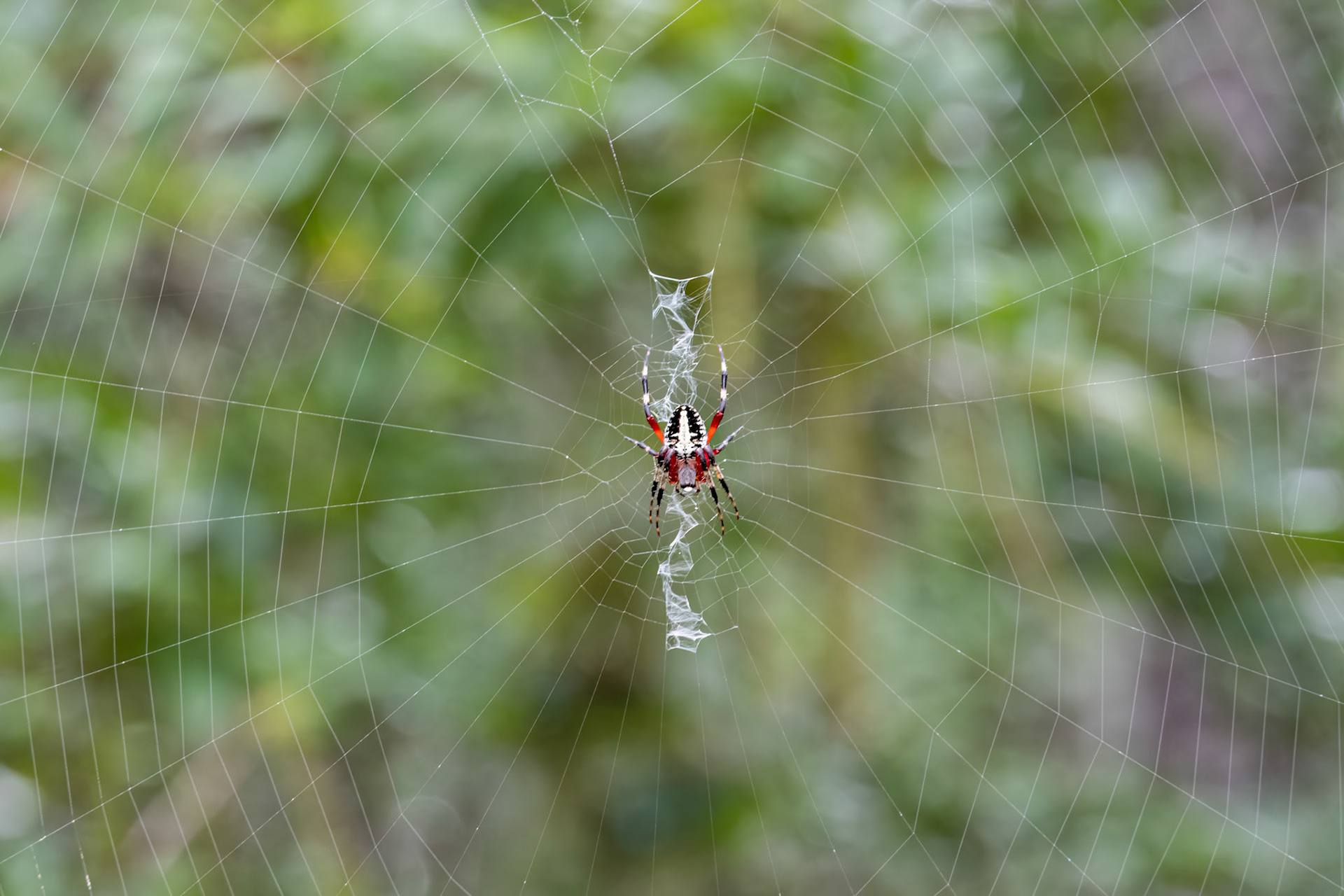 Orb weeaver 1, Green Swamp Area