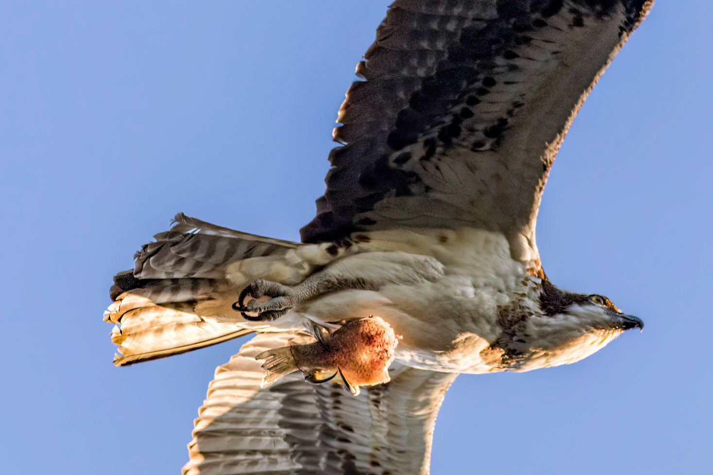 Osprey 82, Sea Trail