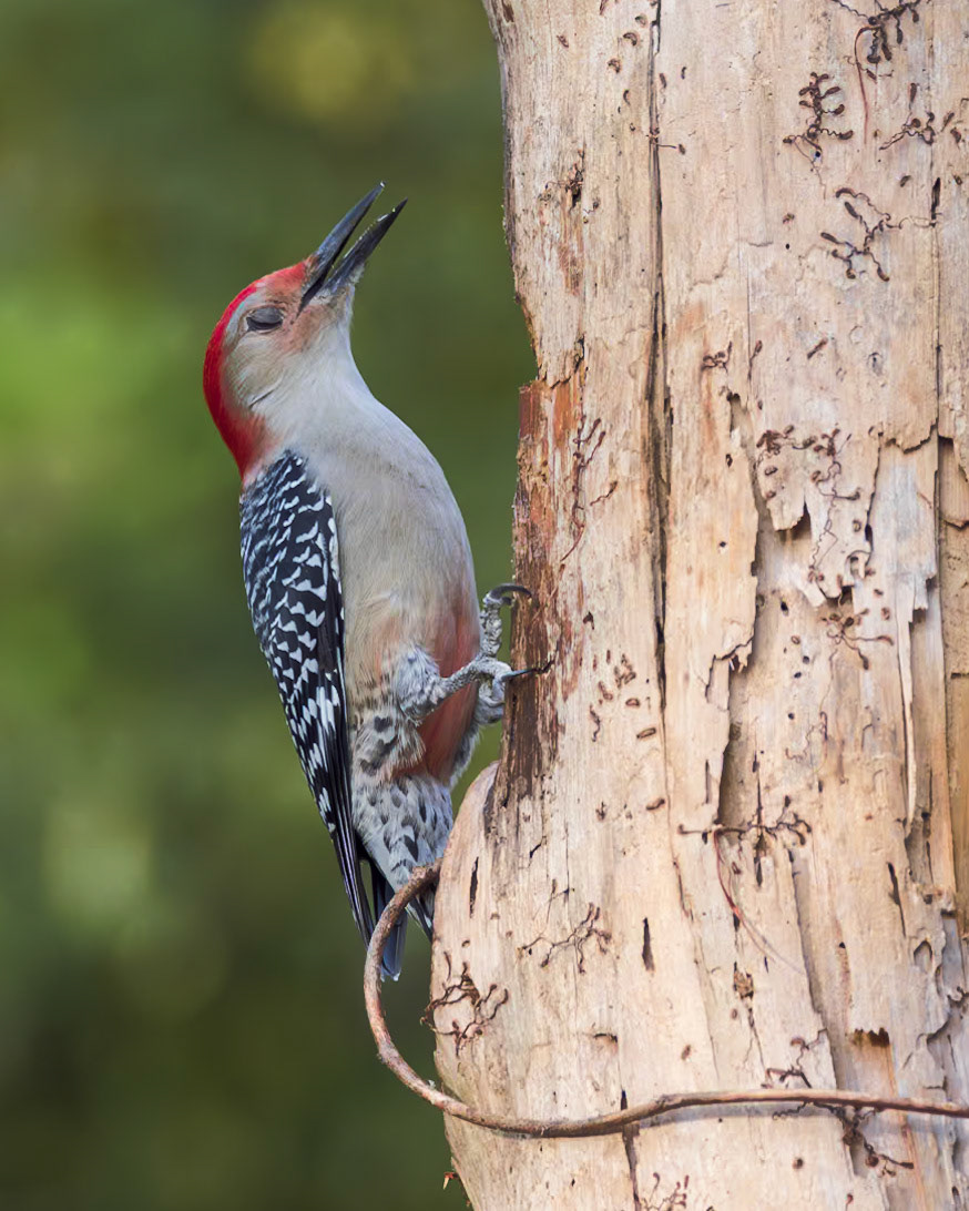 Red bellied woodpecker 10, The Nut House, Clemson, SC
