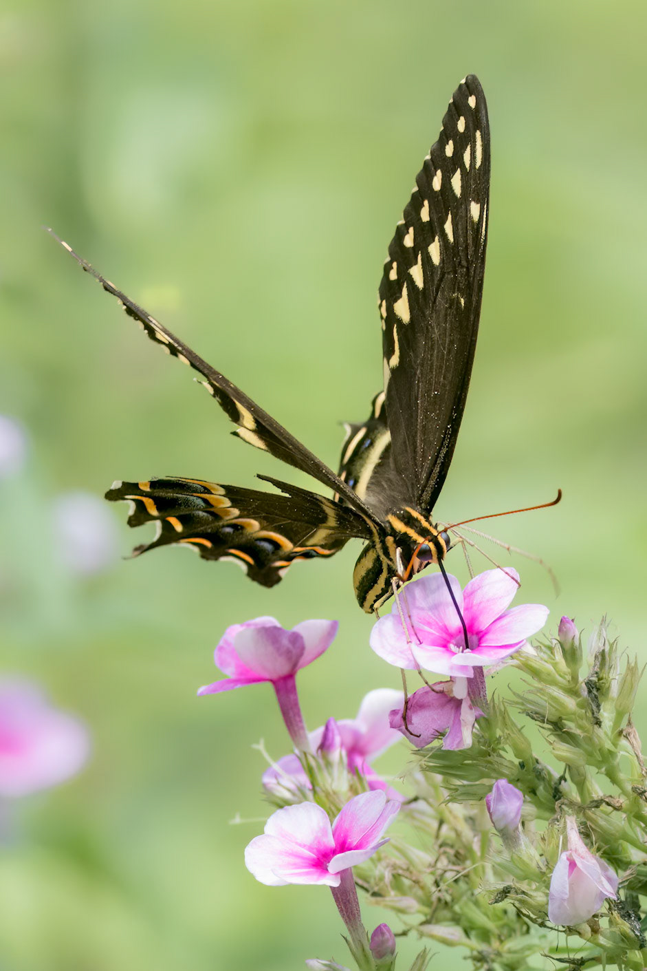 Palamedes swallowtail 9, Brunswick County Botanical Gardens