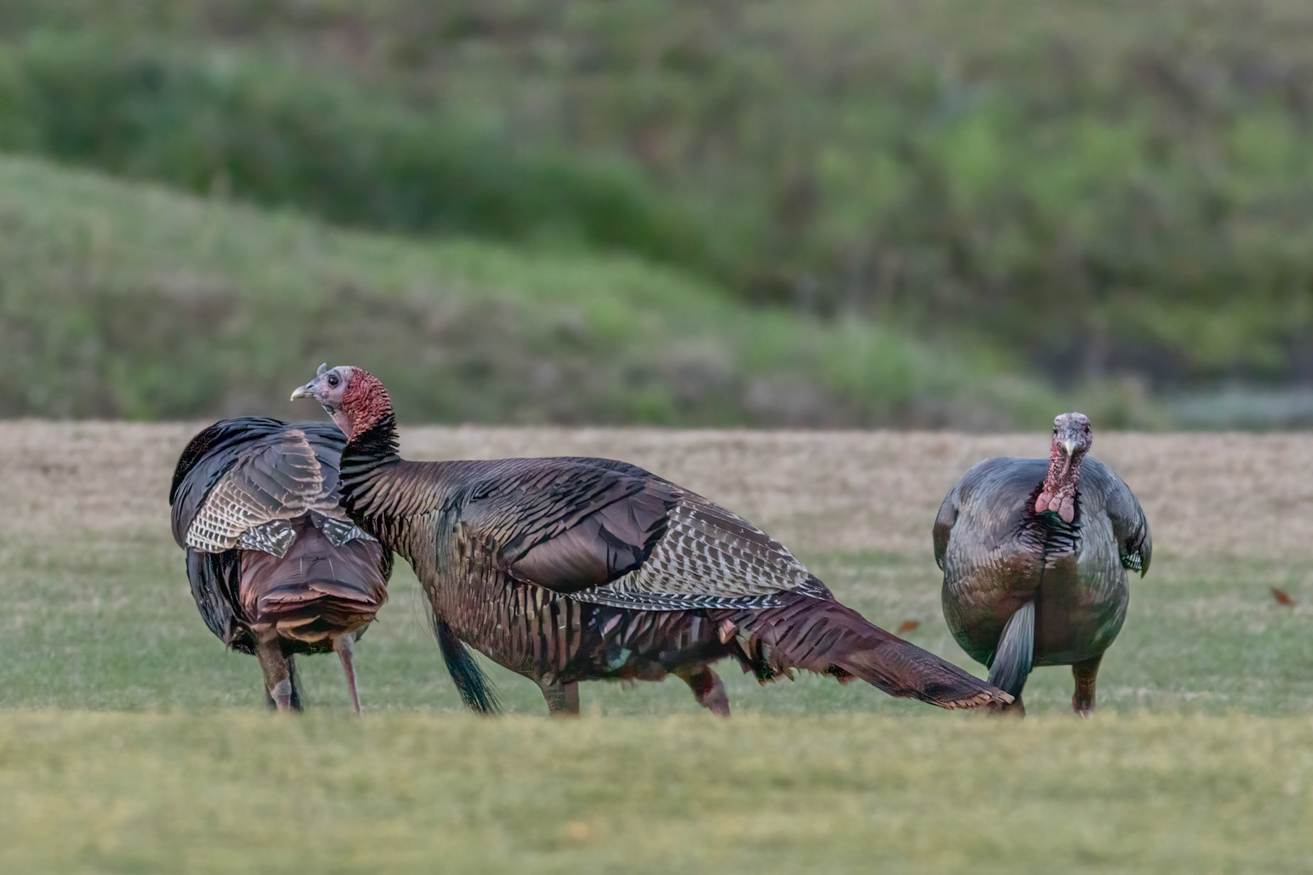 Wild turkeys 1, Sea Trail, Sunset Beach, NC