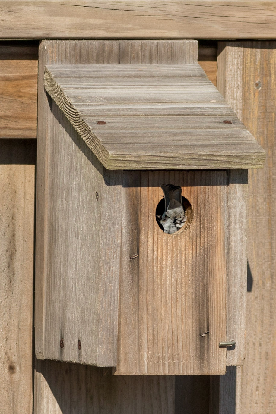 Eastern bluebirds 60, OIB