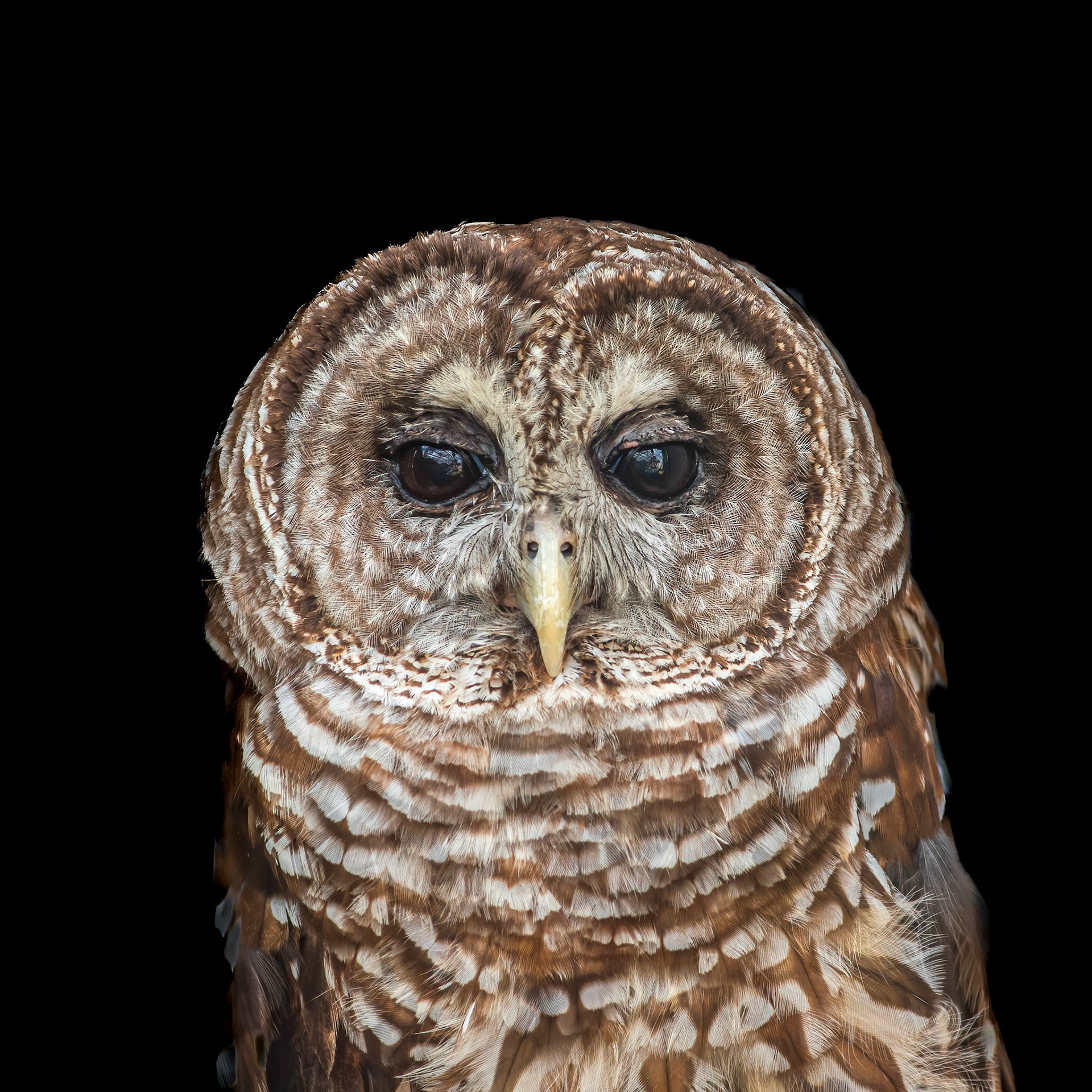Barred owl 10, Sea Biscuit Wildlife Shelter