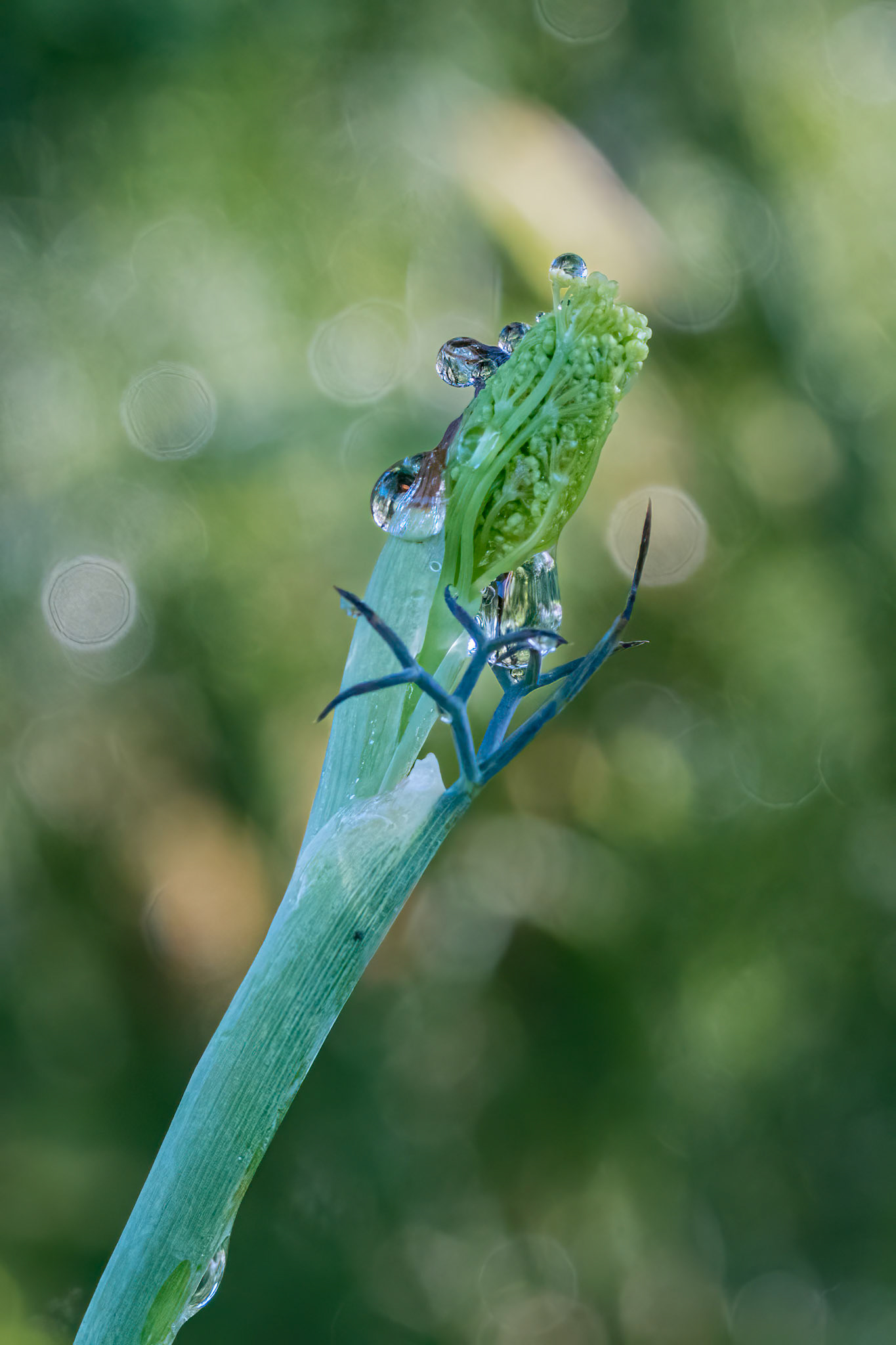 Ferula 3, Brunswick County Botanical Gardens