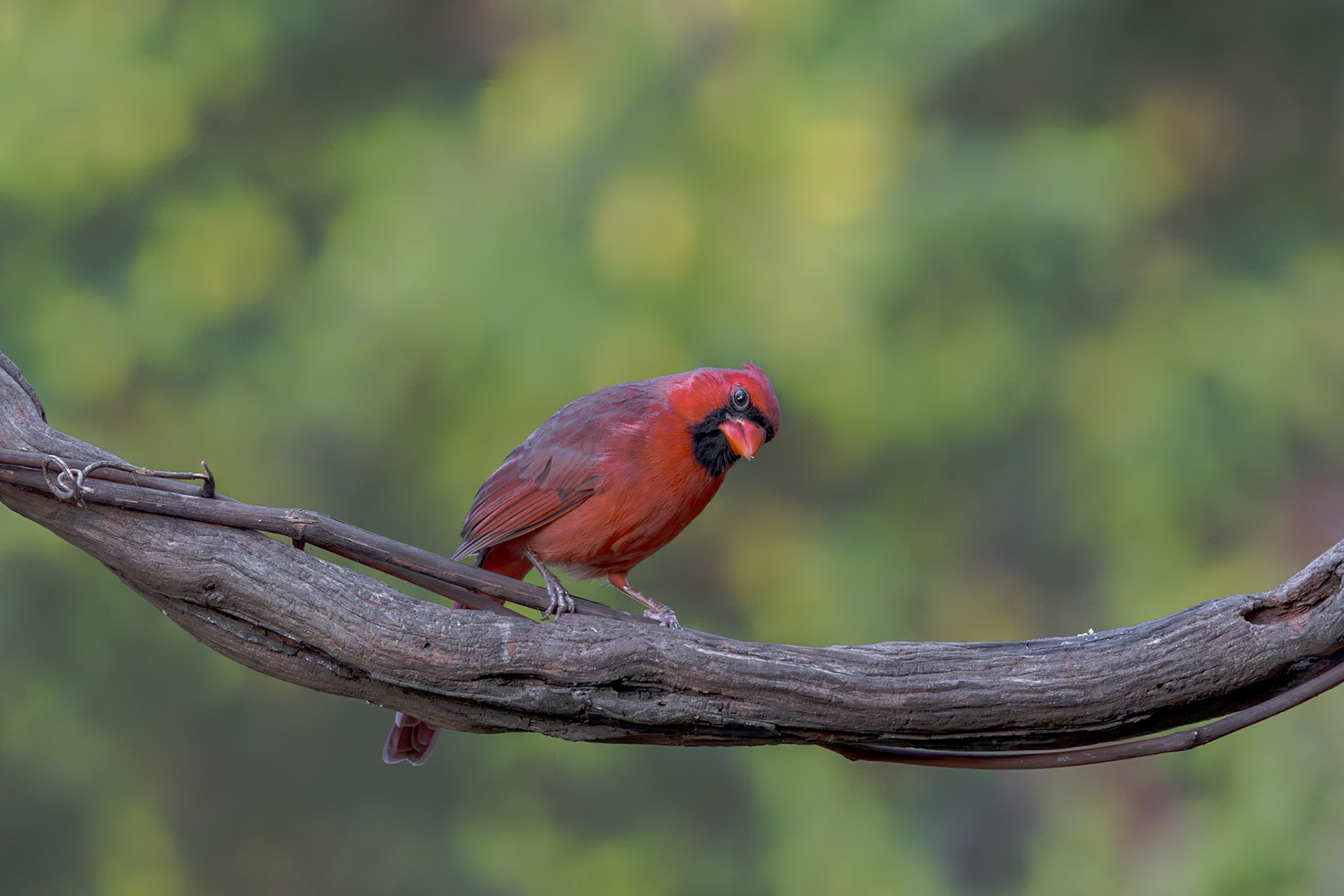 Male cardinal 13, The Nut House, Clemson, SC