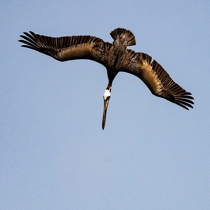 Pelicans Diving 8, OIB