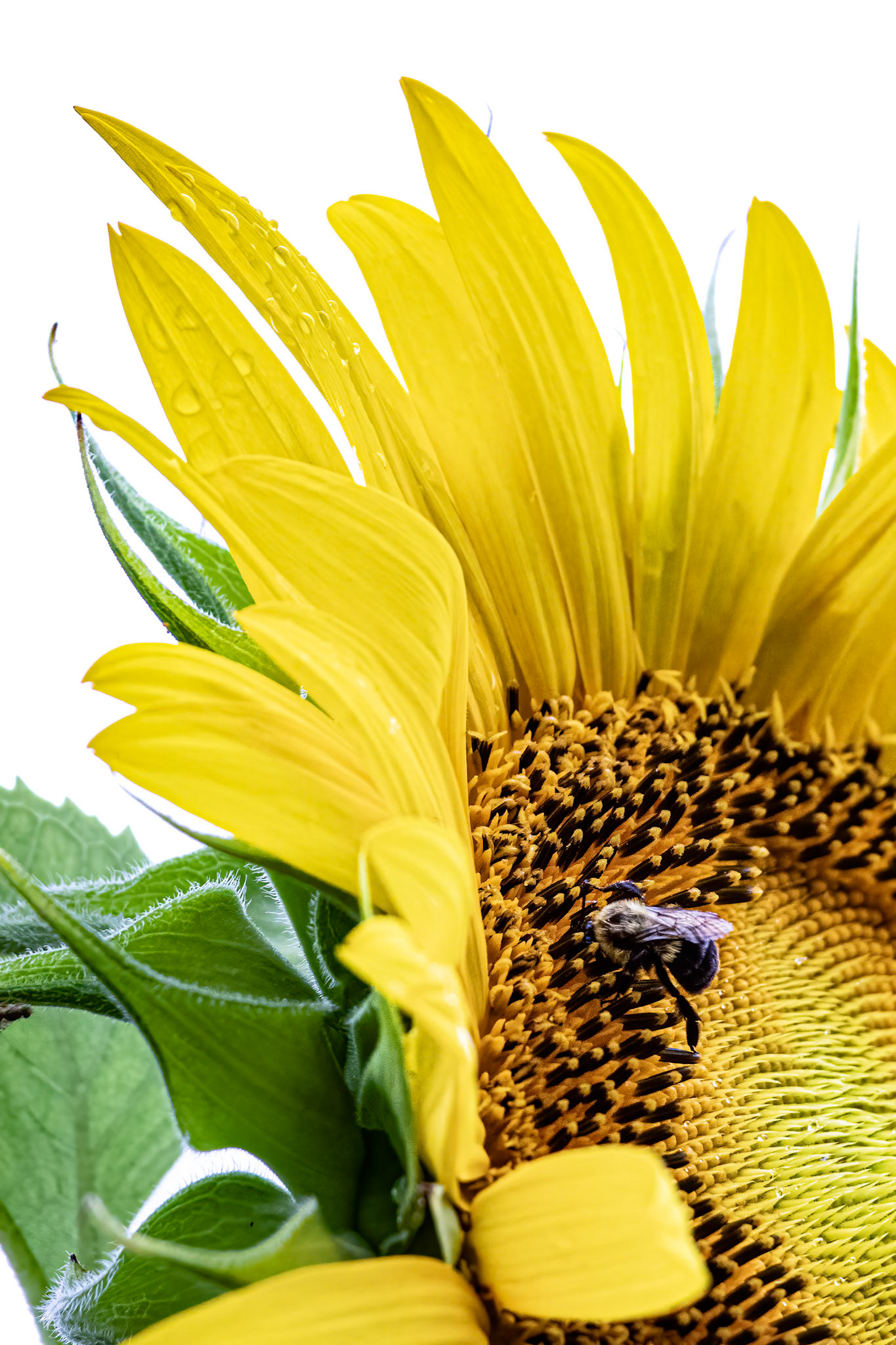 Sunflower 15, Brunswick County Botanical Garden4, Brunswick County Botanical Garden