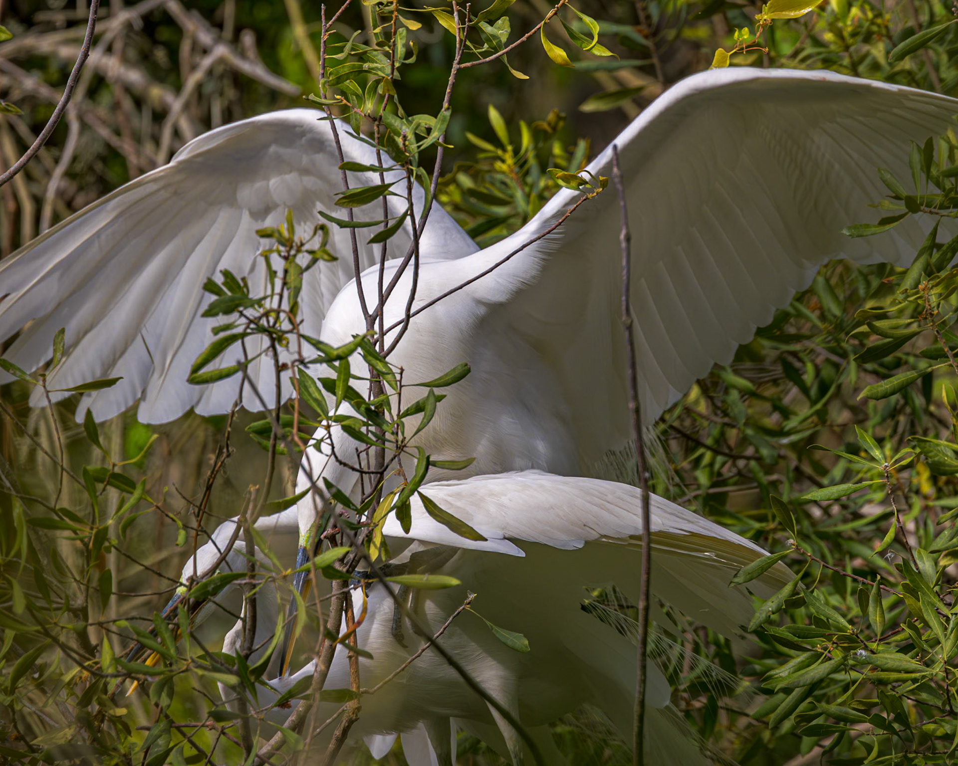Great egret 91, Huntington Beach State Park