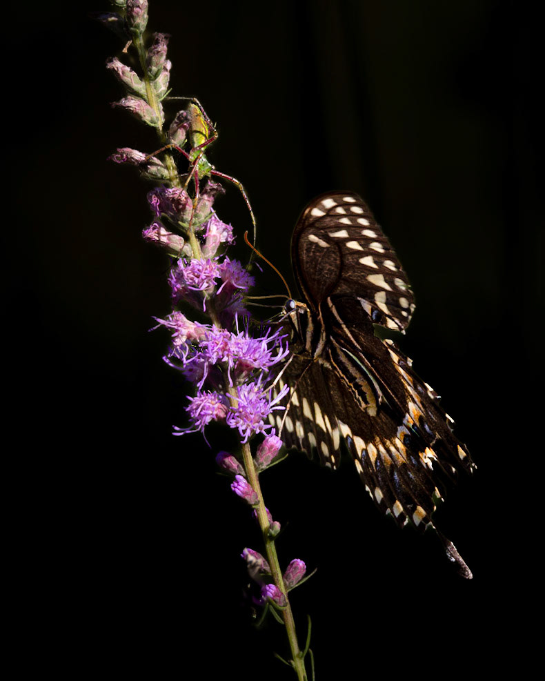 Palamedes swallowtail on dense blazing star 5, Green swamp area