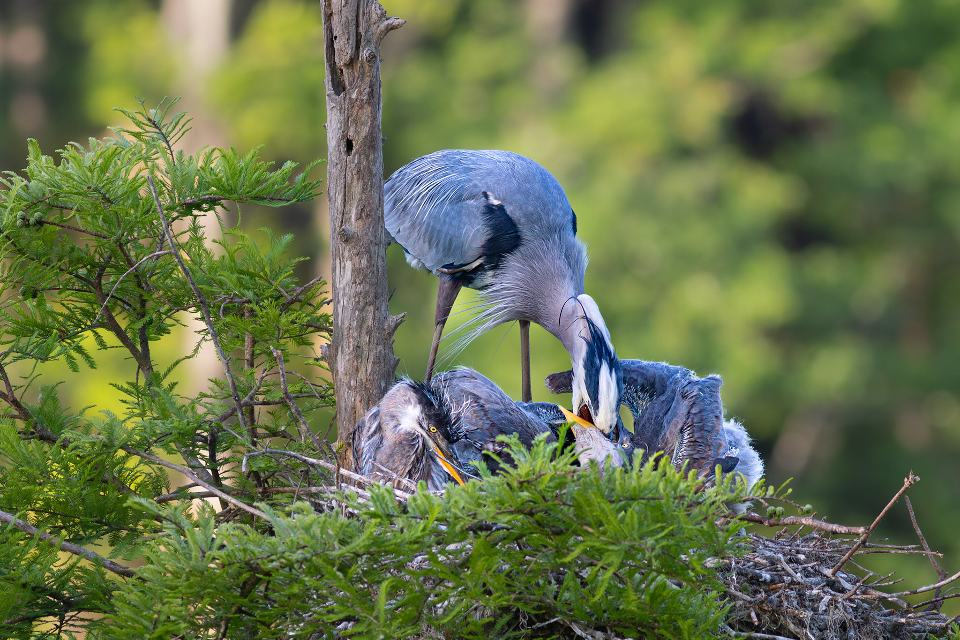 Great blue heron 82, Magnolia Plantation and Gardens