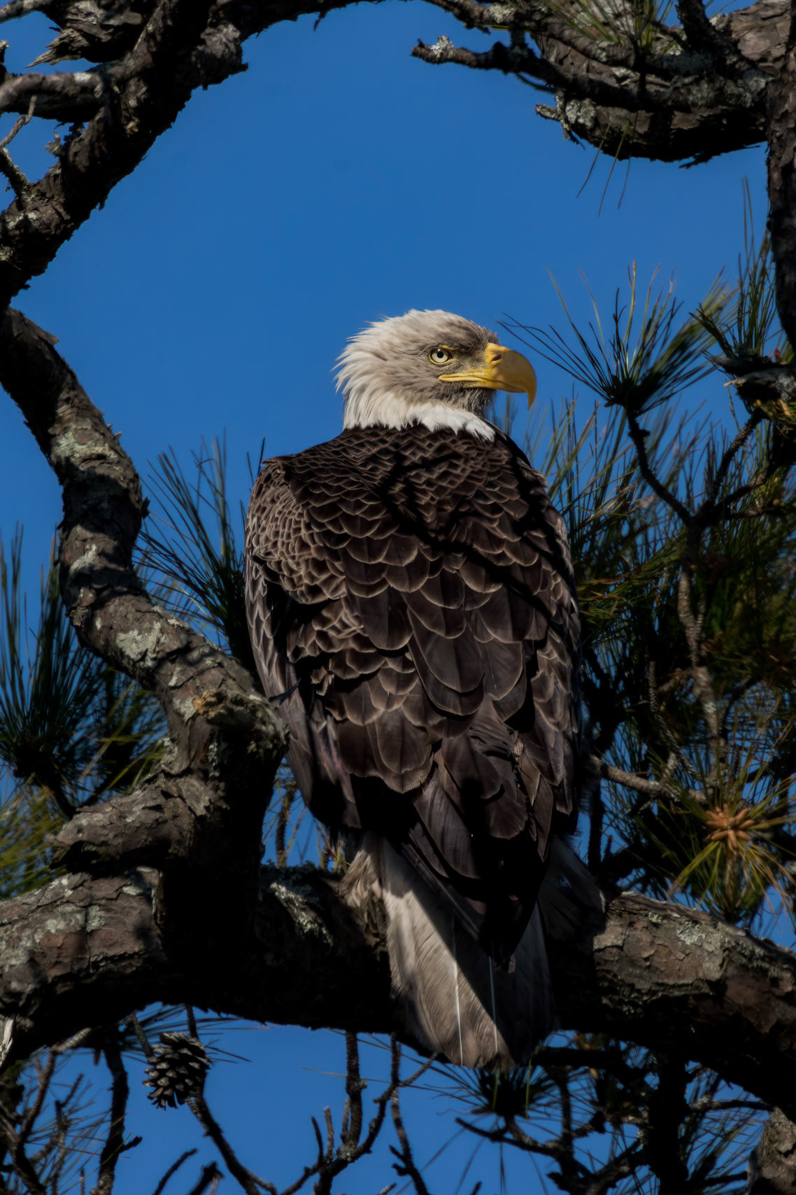 Bald eagle 49, Alligator River NWR