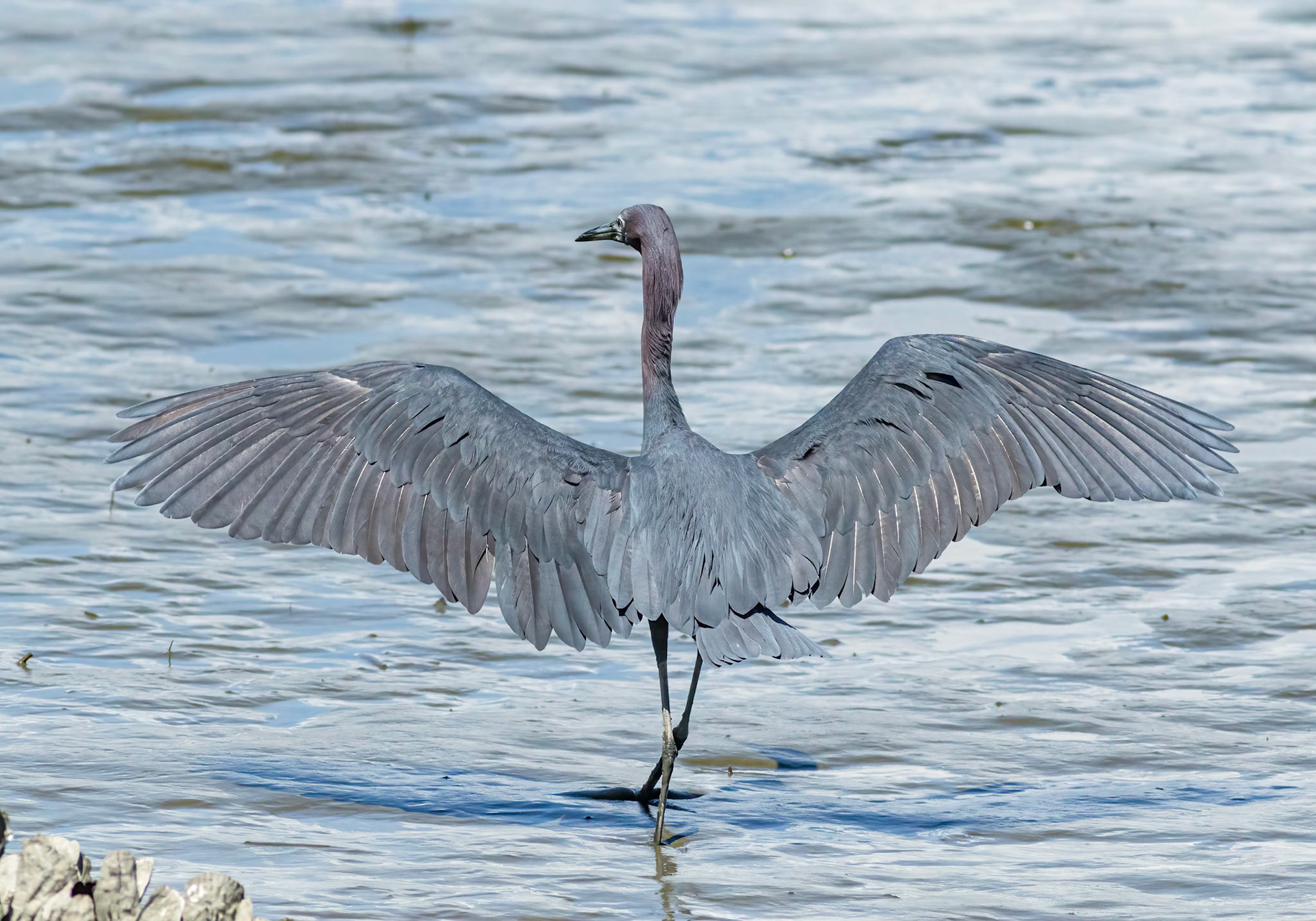 Little blue heron 1 , OIB gazebo behind chapel