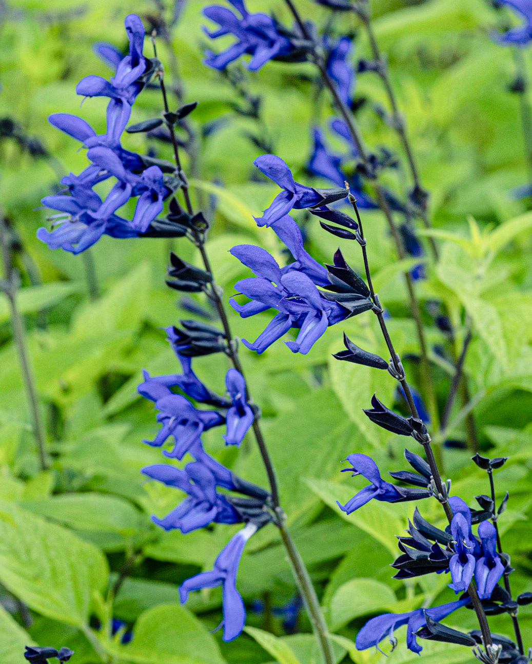 Black and blue salvia 2, Brunswick County Botanical Gardens
