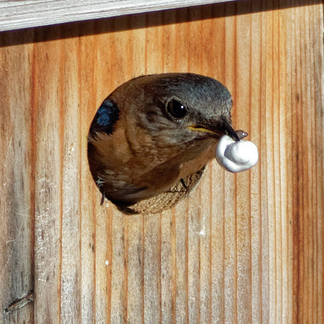 Female Eastern Bluebird 19, OIB
