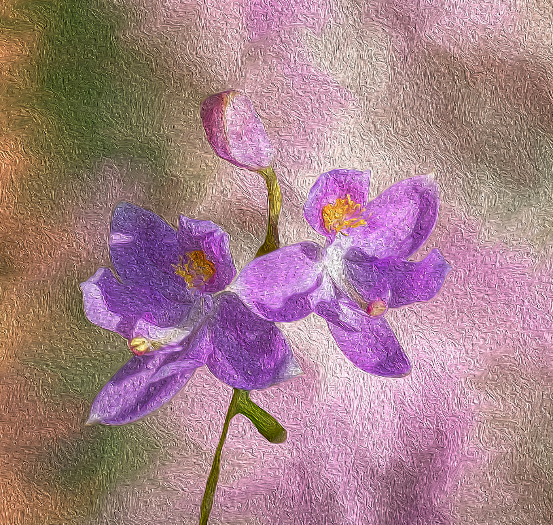 Bearded grass pink orchid 25a, Green Swamp Preserve