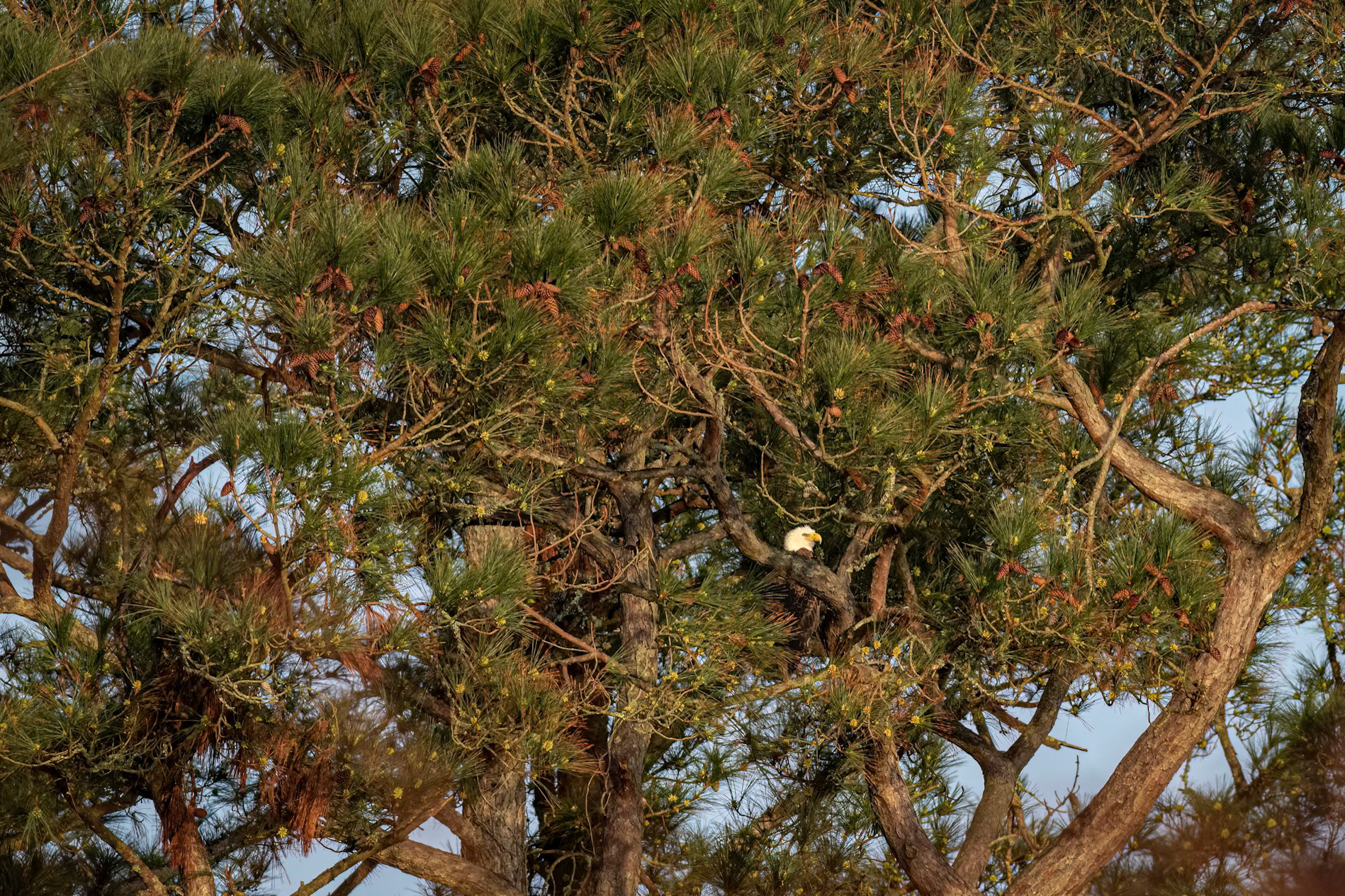 Bald Eagle 41, Carl Bazemore Platform, Sunset Beach