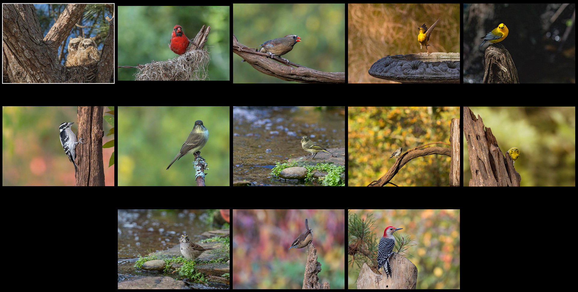 Backyard Birds