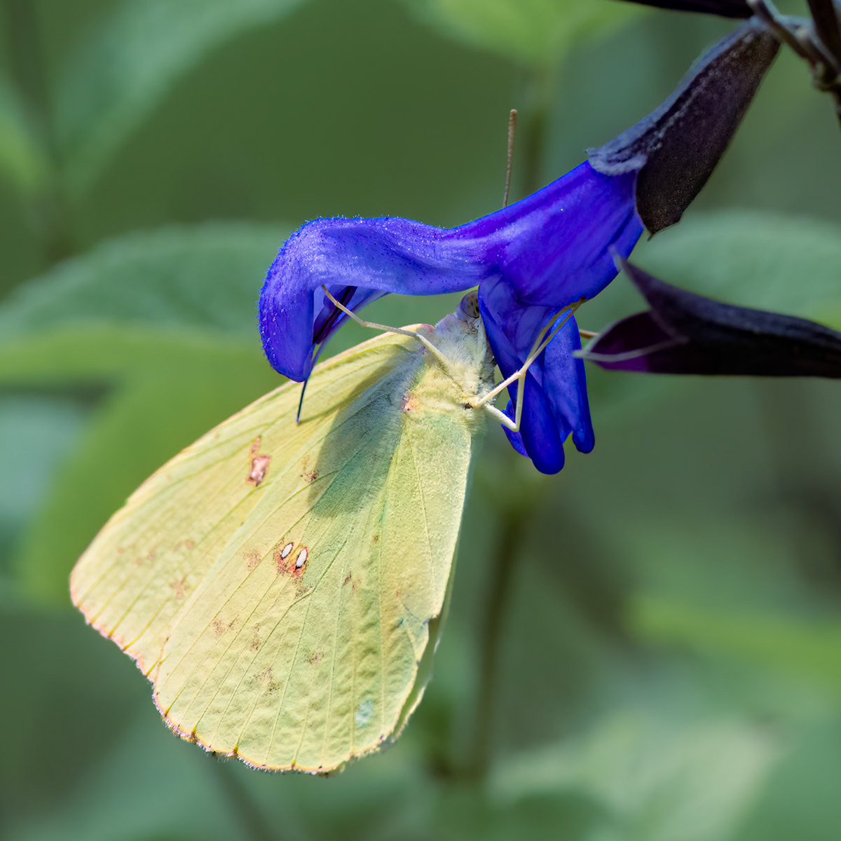 Cloudless sulfer on black and blue salvia 1, Brunswick County Botanical Gardens