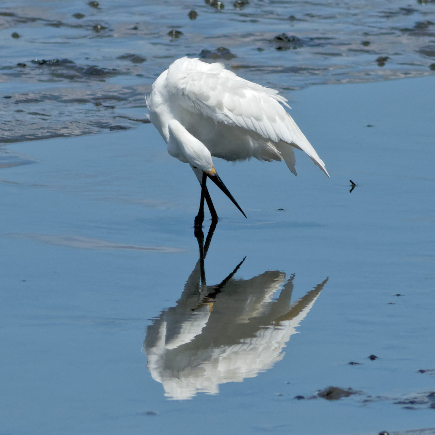 Egret Reflection 2, OIB Chapel Gazebo