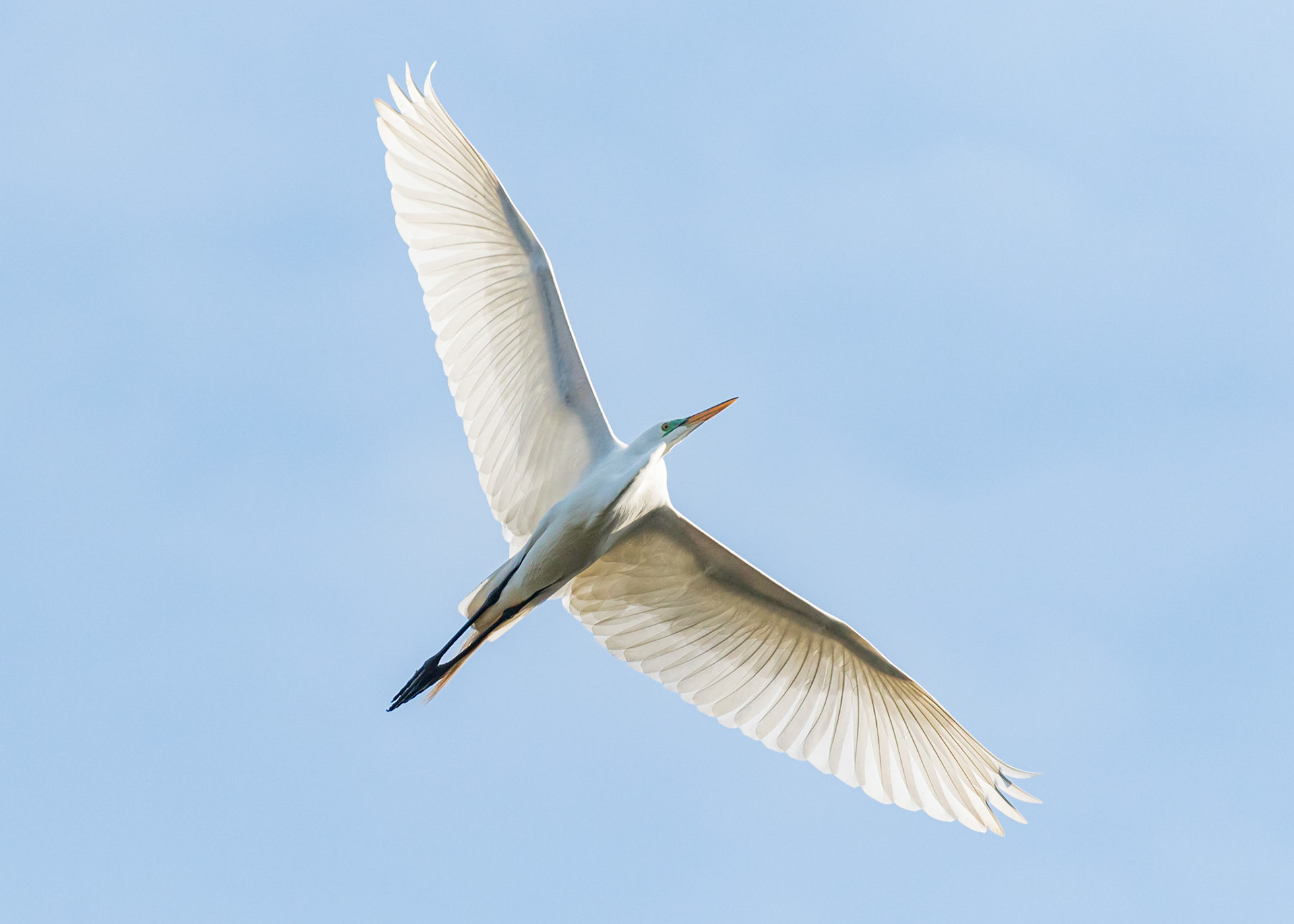 Rookery 9, Sea Trail