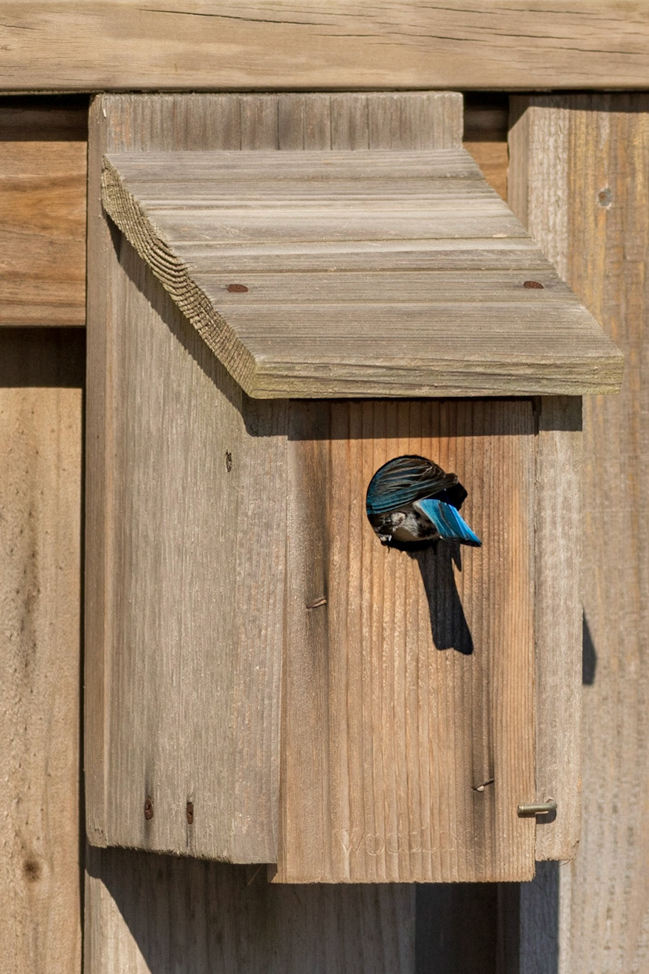 Eastern bluebirds 56, OIB