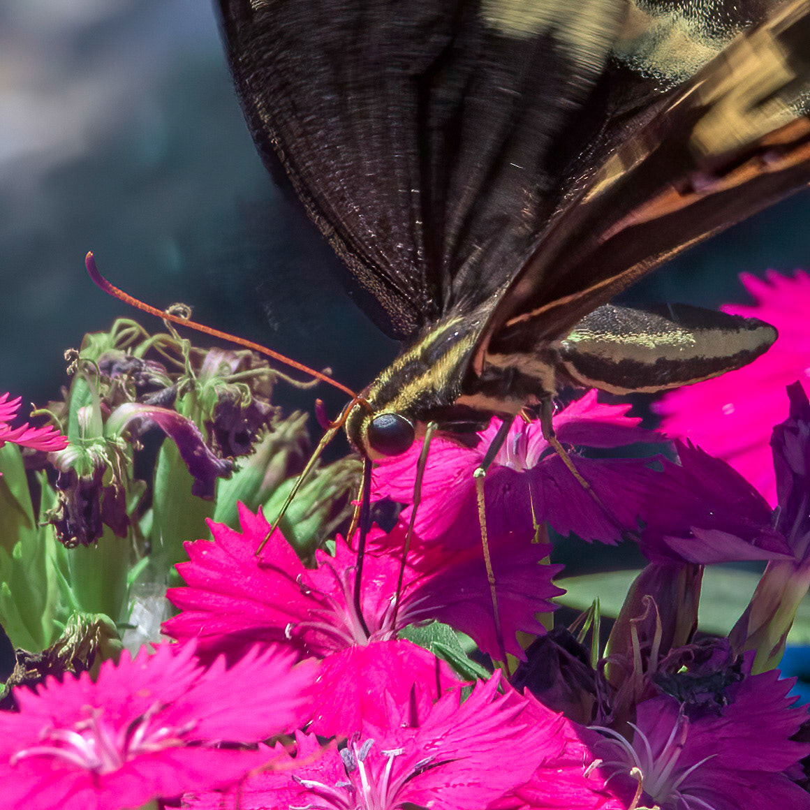 Palamedes swallowtail 6, Brunswick County Botanical Gardens