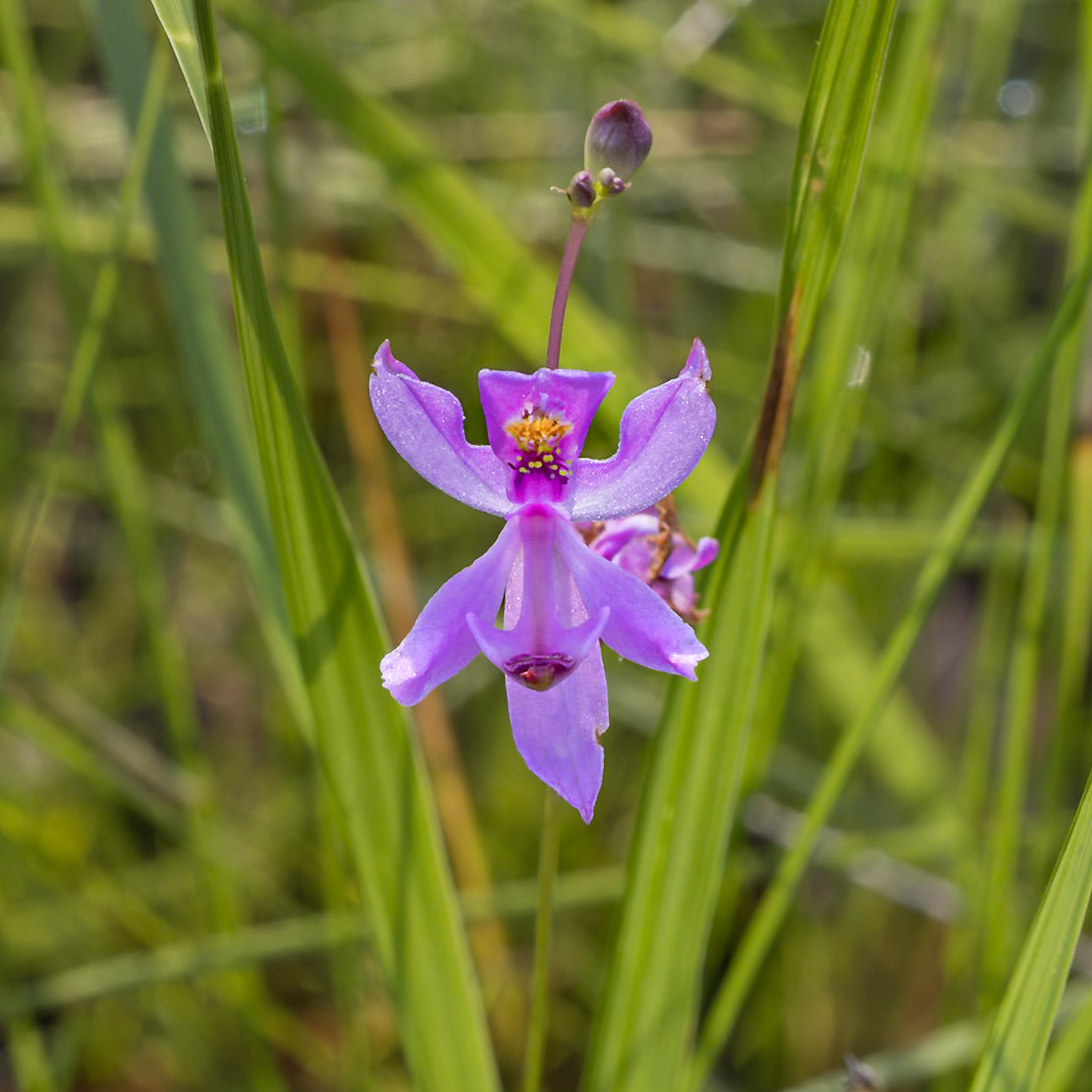 Pale Grass pink orchid 6, Green Swamp Preserve