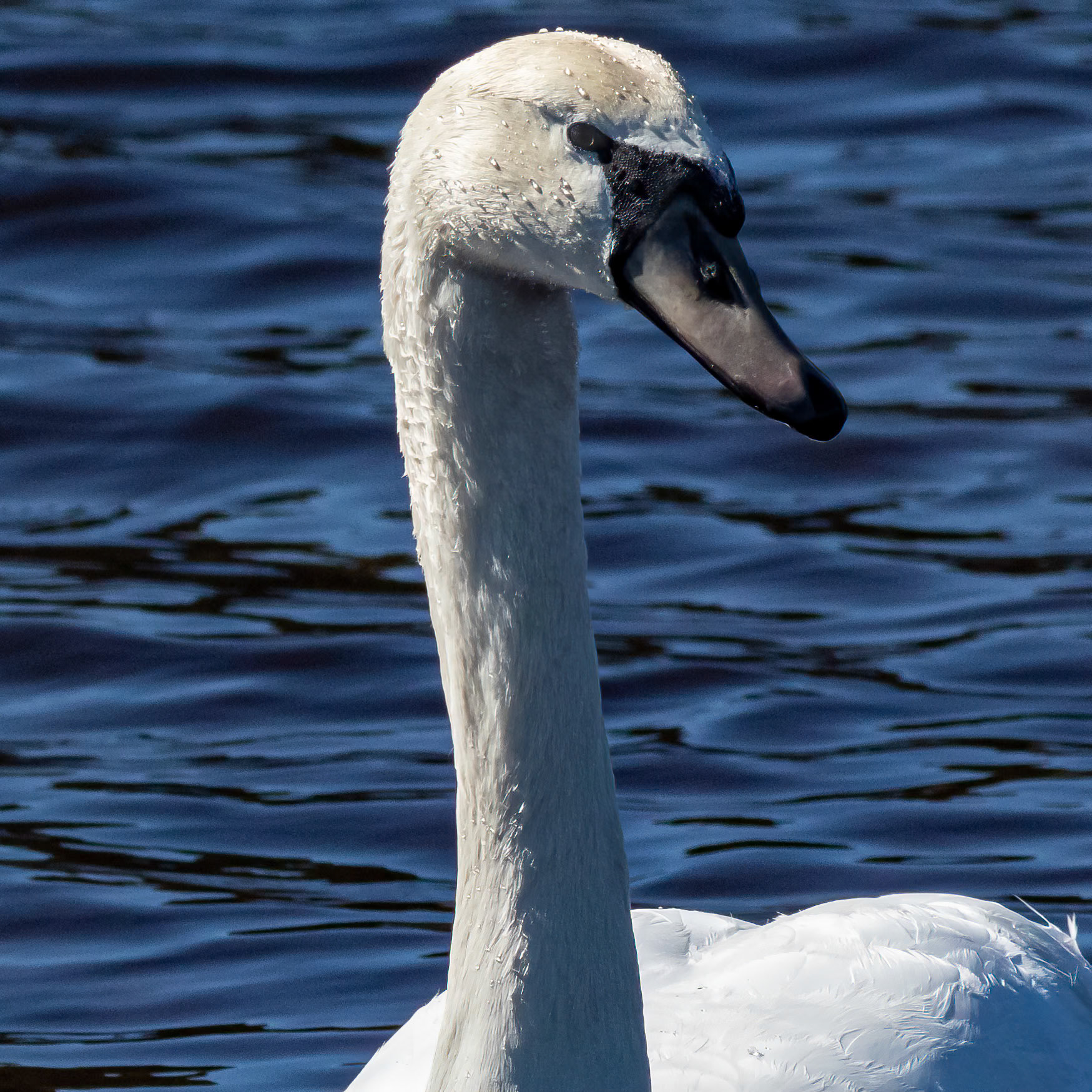 Mute swan, juveline 1, Huntington Beach SP, SC
