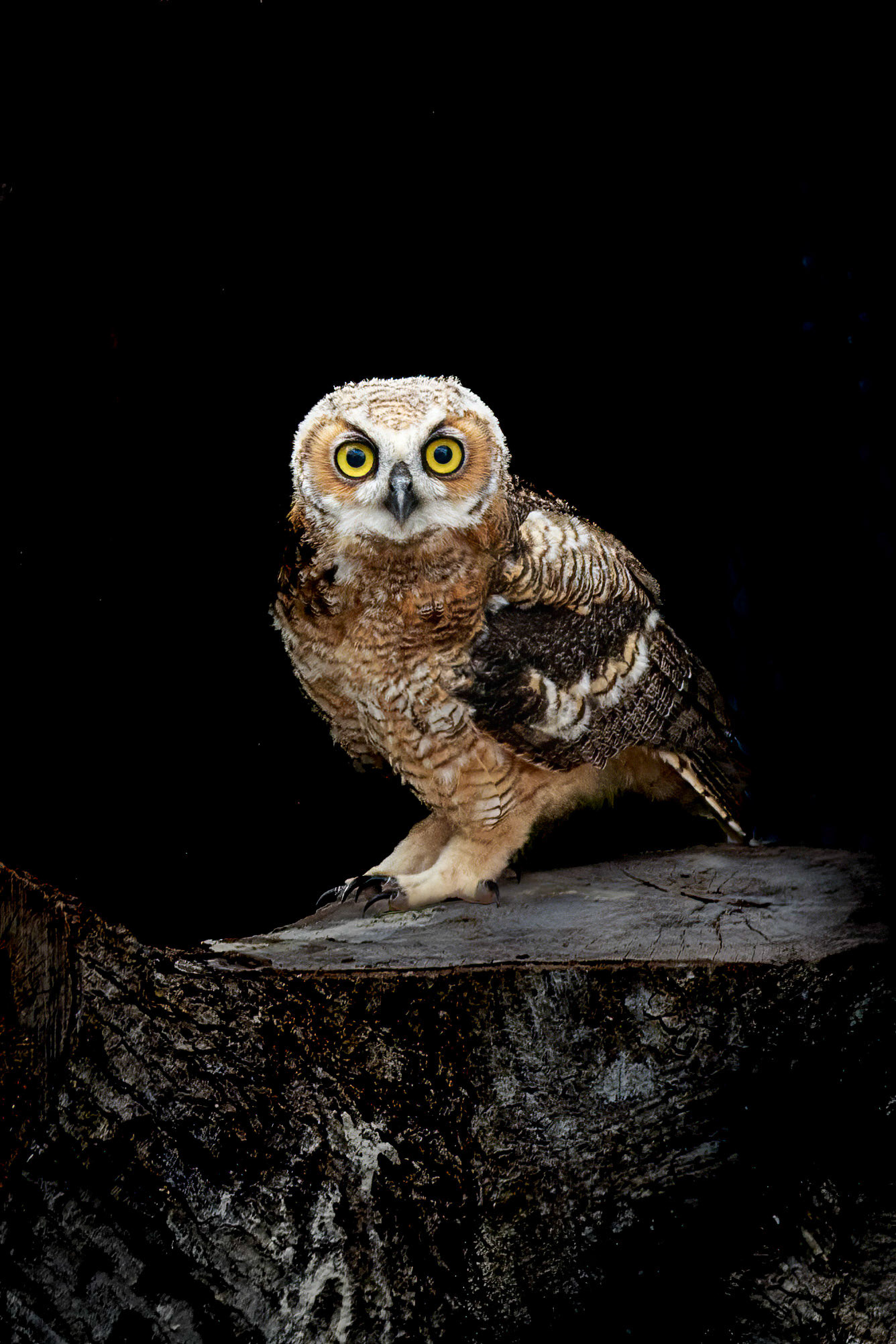 Hootsie 5, Great Horned Owl Juvenile, Sea Biscuit Wildlife Shelter