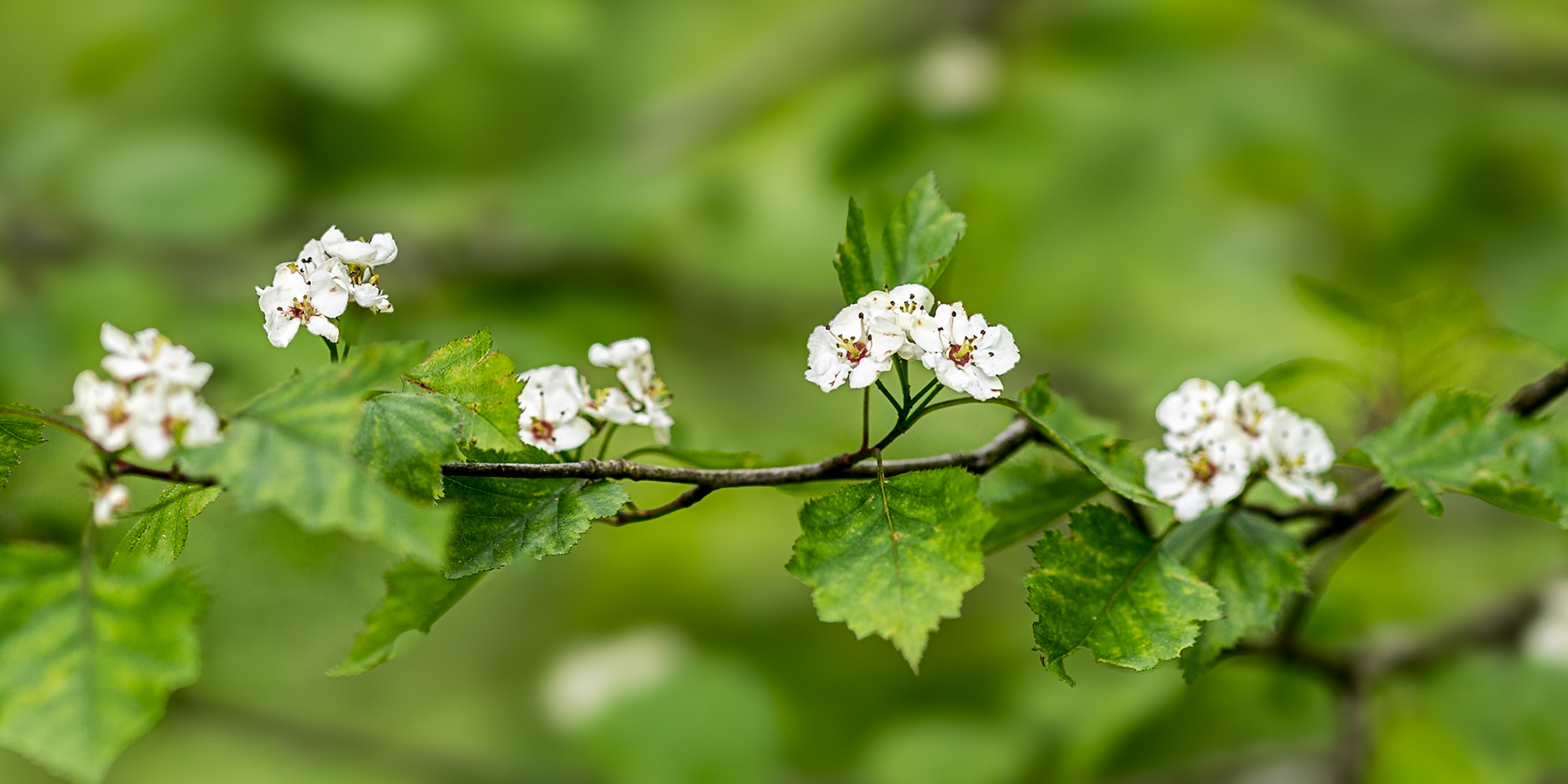 Hawthorn 1, Craggy Gardens, Blue Ridge Parkway, NC