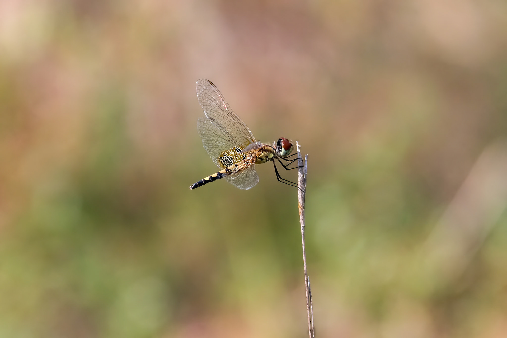 Amanda's Pennant 2, female, Green Swamp