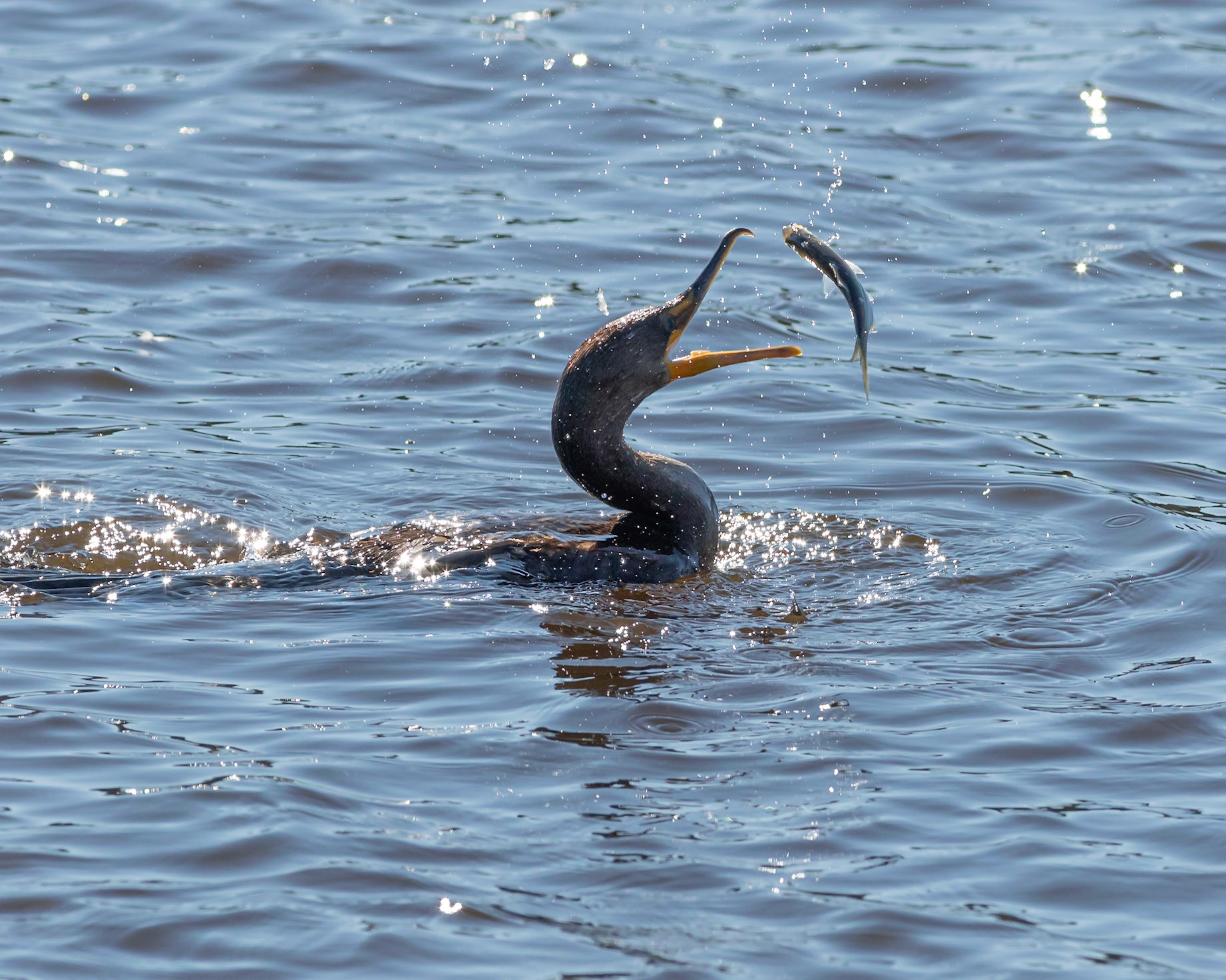 Cormorant 6, Huntington Beach SC