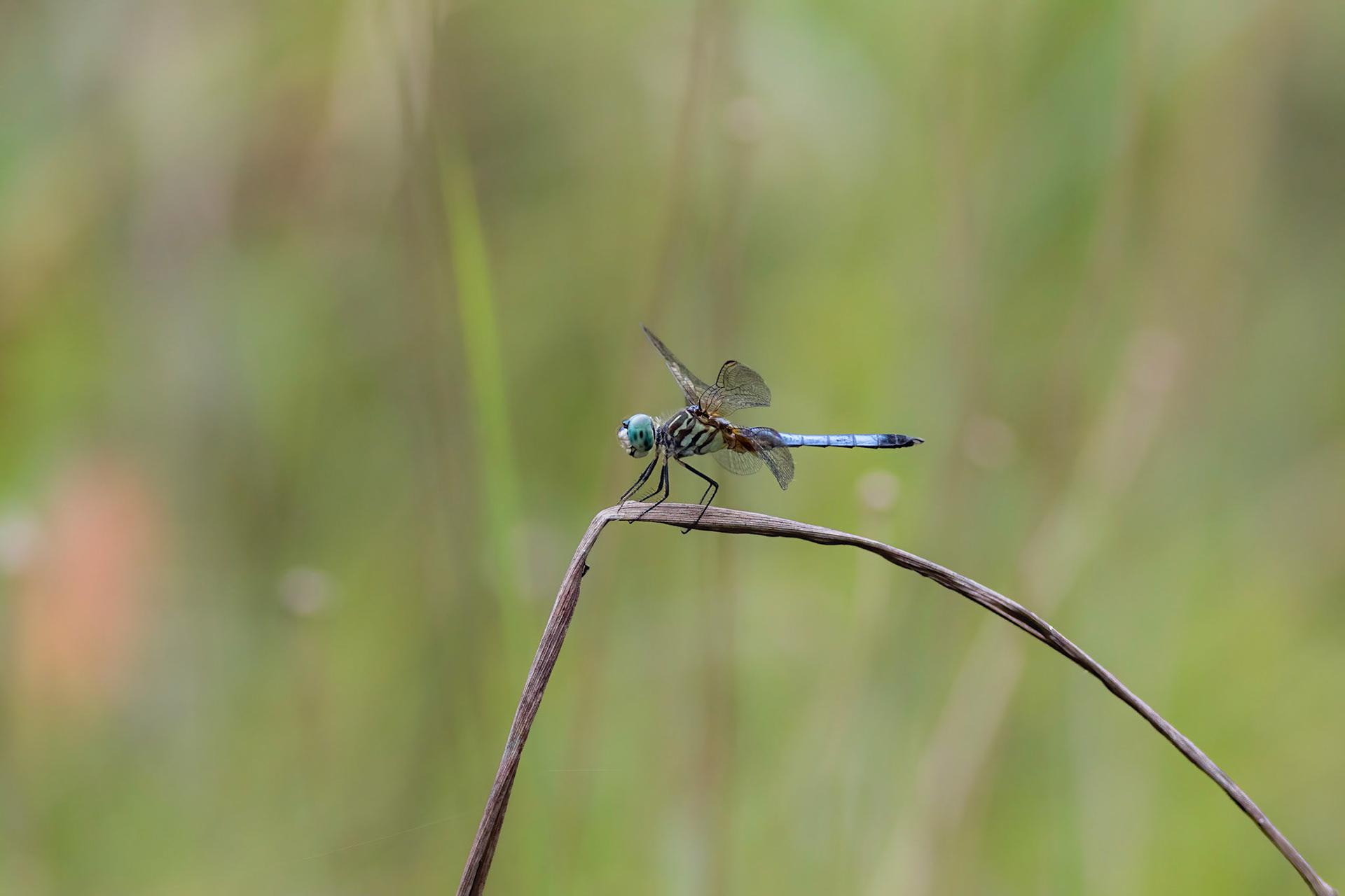 Blue dasher 1, Green Swamp Preserve area