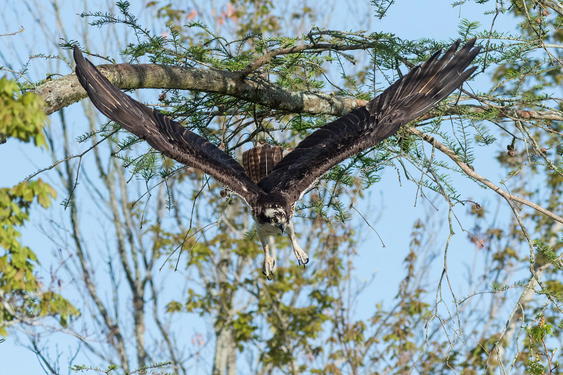 Osprey 77, Sea Trail