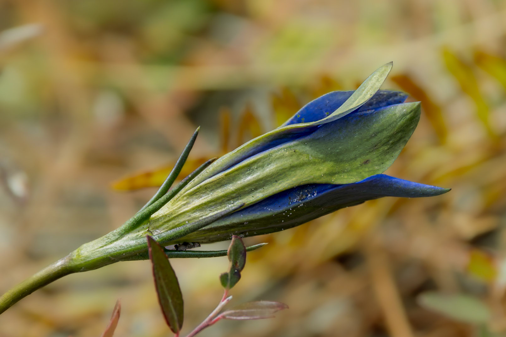 Pine barren gentian 2, Green Swamp Preserve