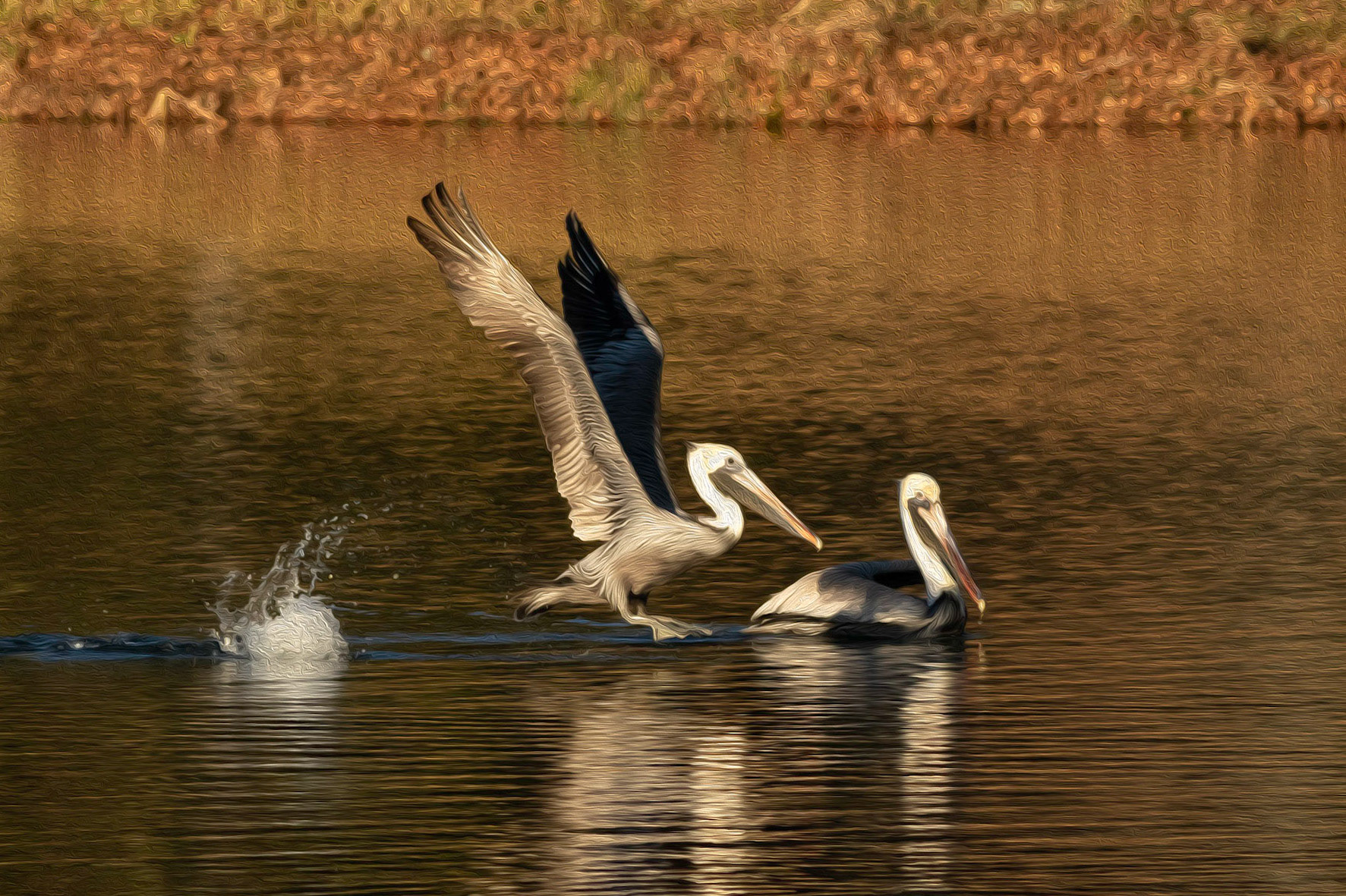 Oil painting 22, brown pelicans, Sunset Beach, NC