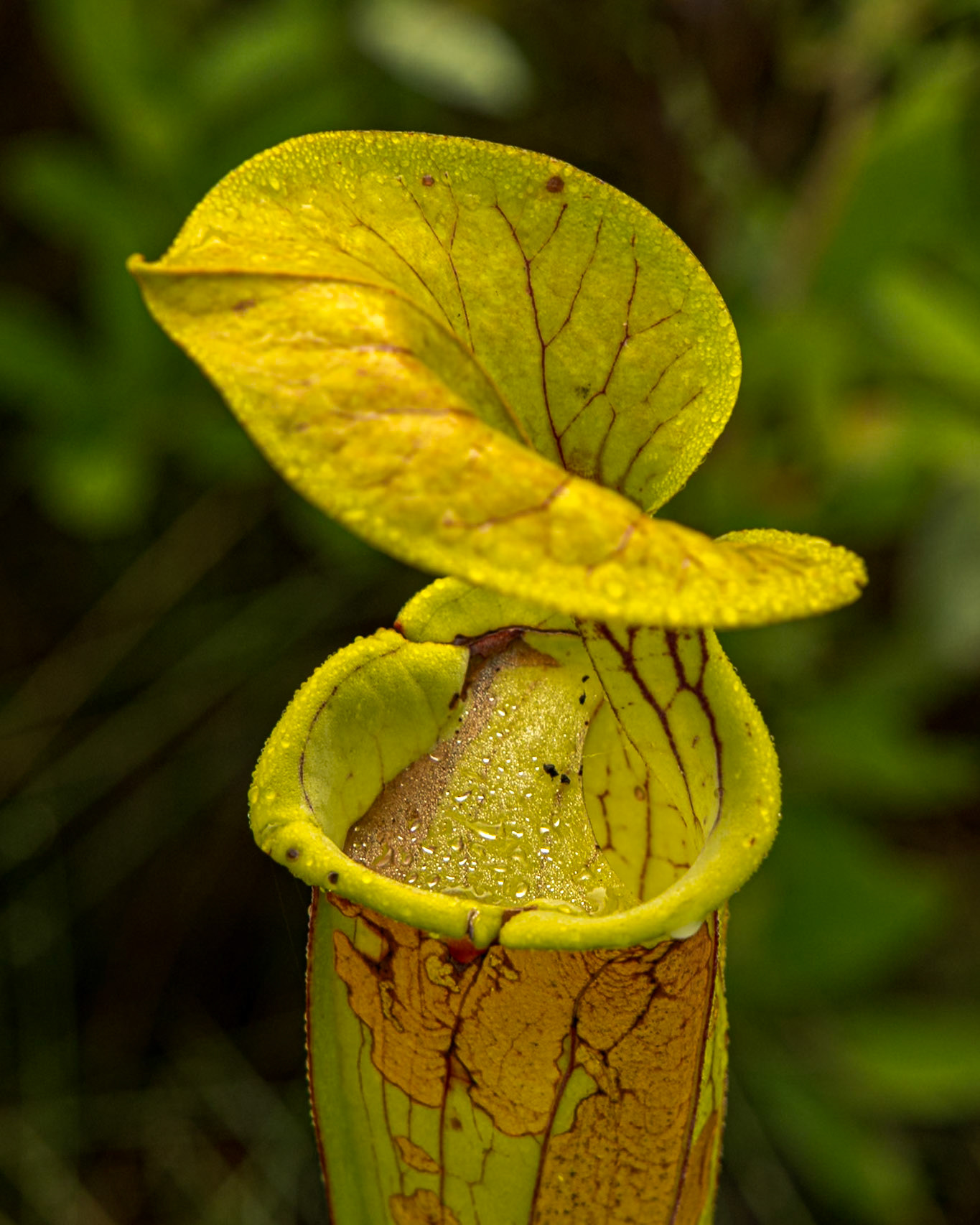 Pitcher plant10, Green Swamp Preserve