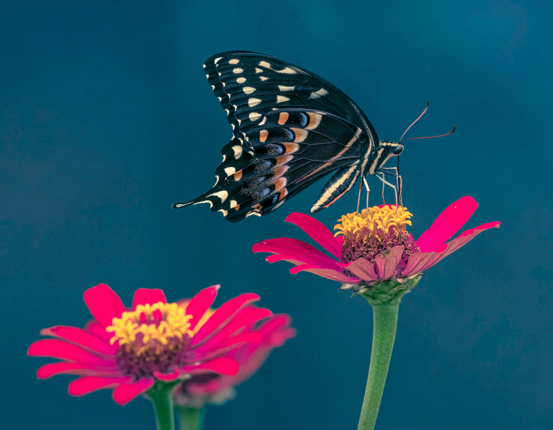 Palamedes swallowtail on zinia 2, Brunswick County Botanical Gardens
