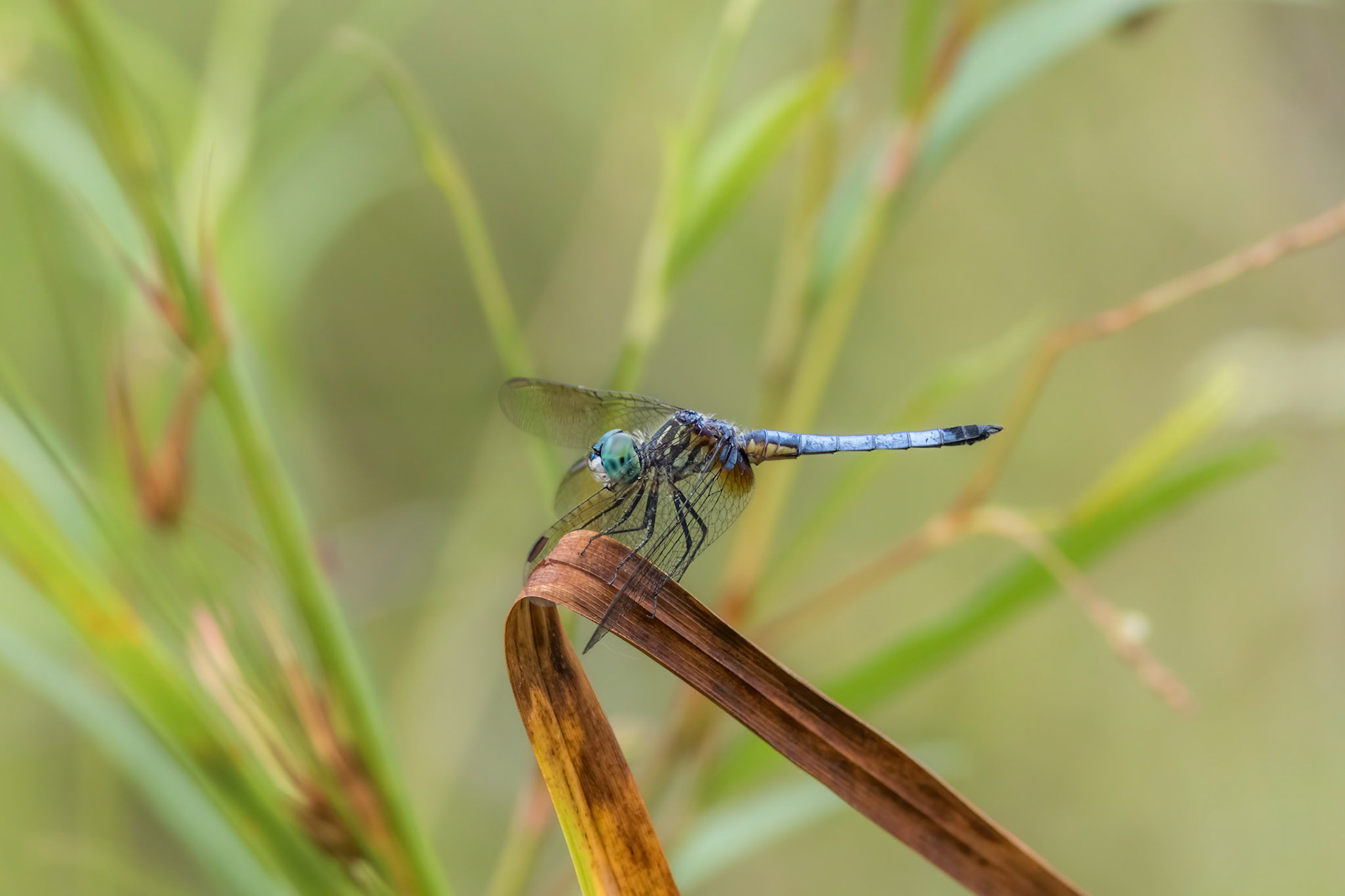 Blue dasher 2, Green Swamp Preserve area
