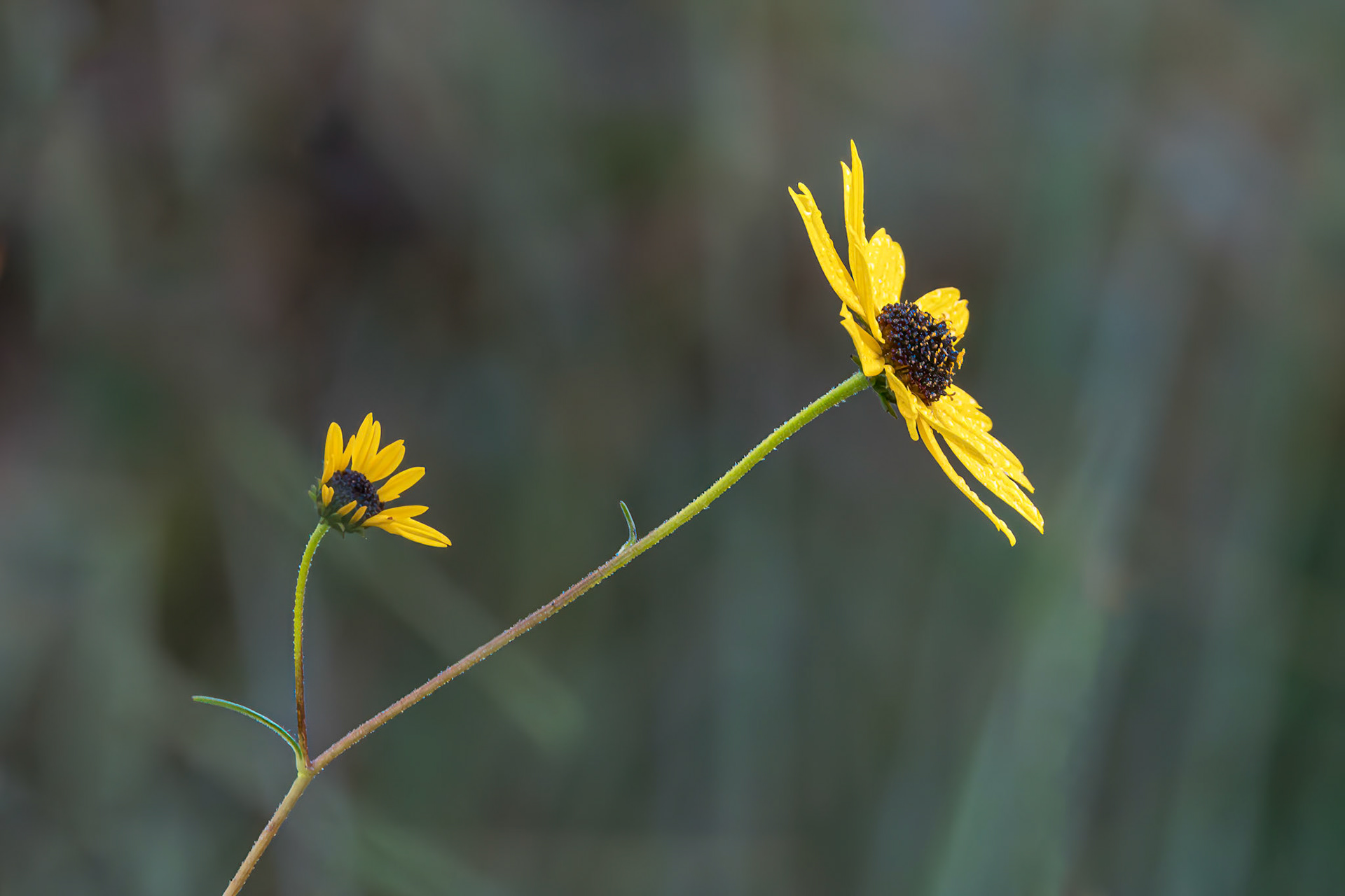 Swamp sunflower 2, Greater Green Swamp Area