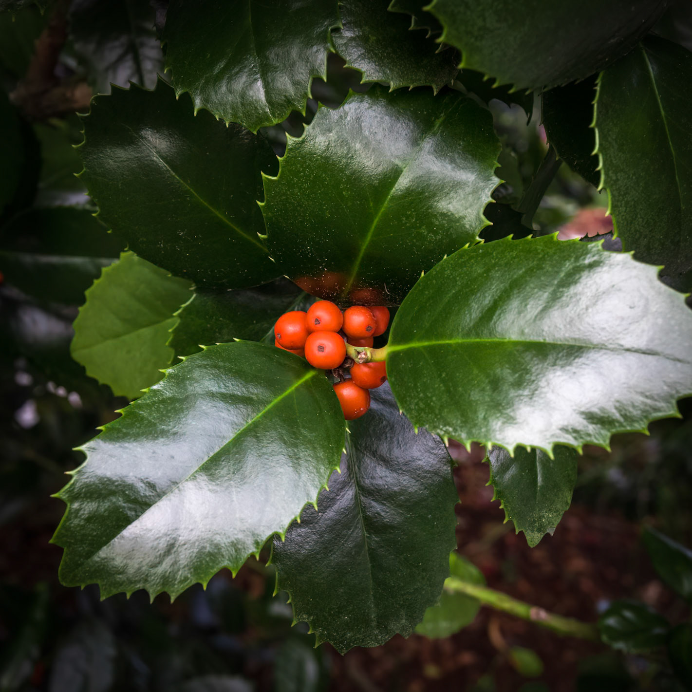 Holly berries 1, Brunswick County Botanical Gardens