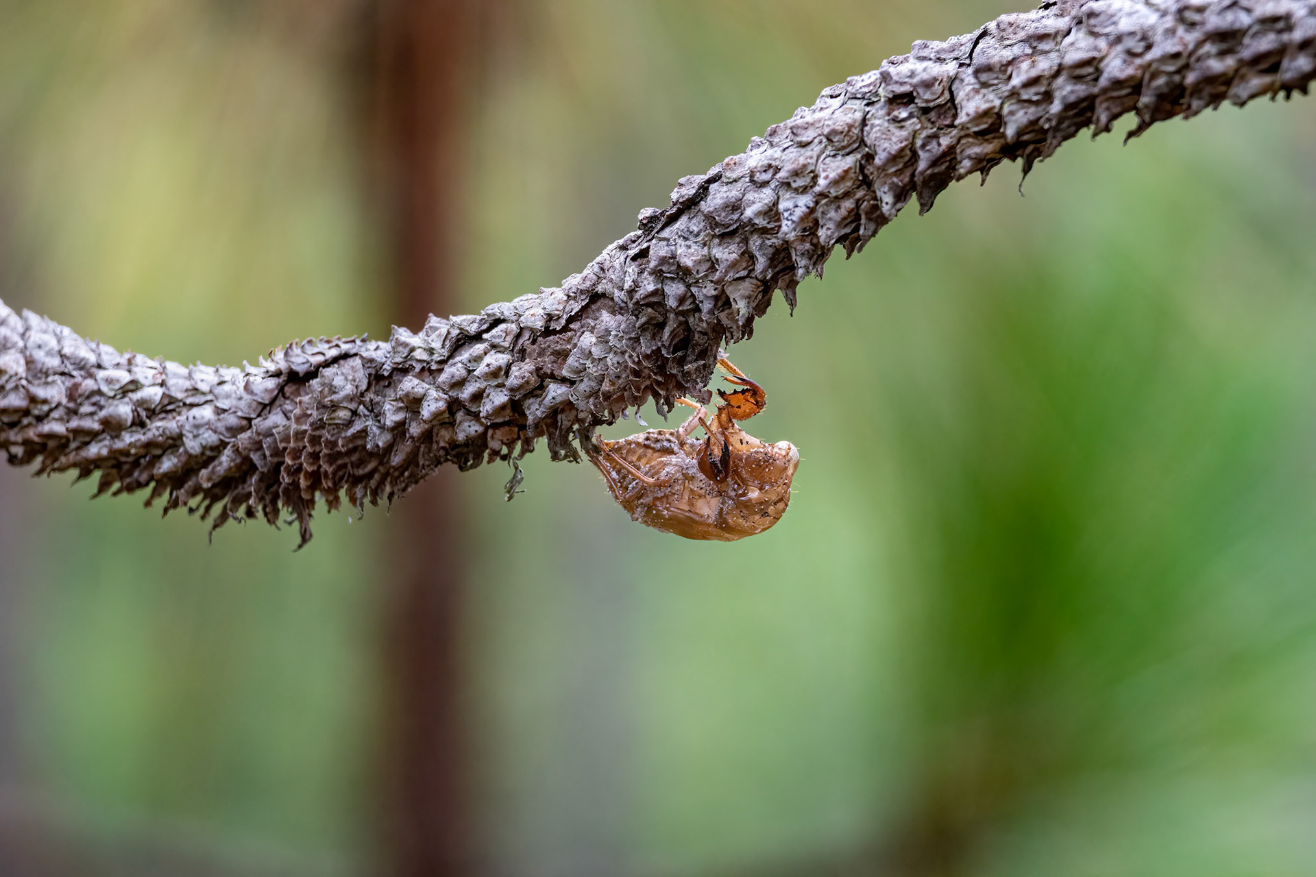 Cicada shell 1, Green Swamp Preserve, The Nature Conservancy 2022 Semifinalist