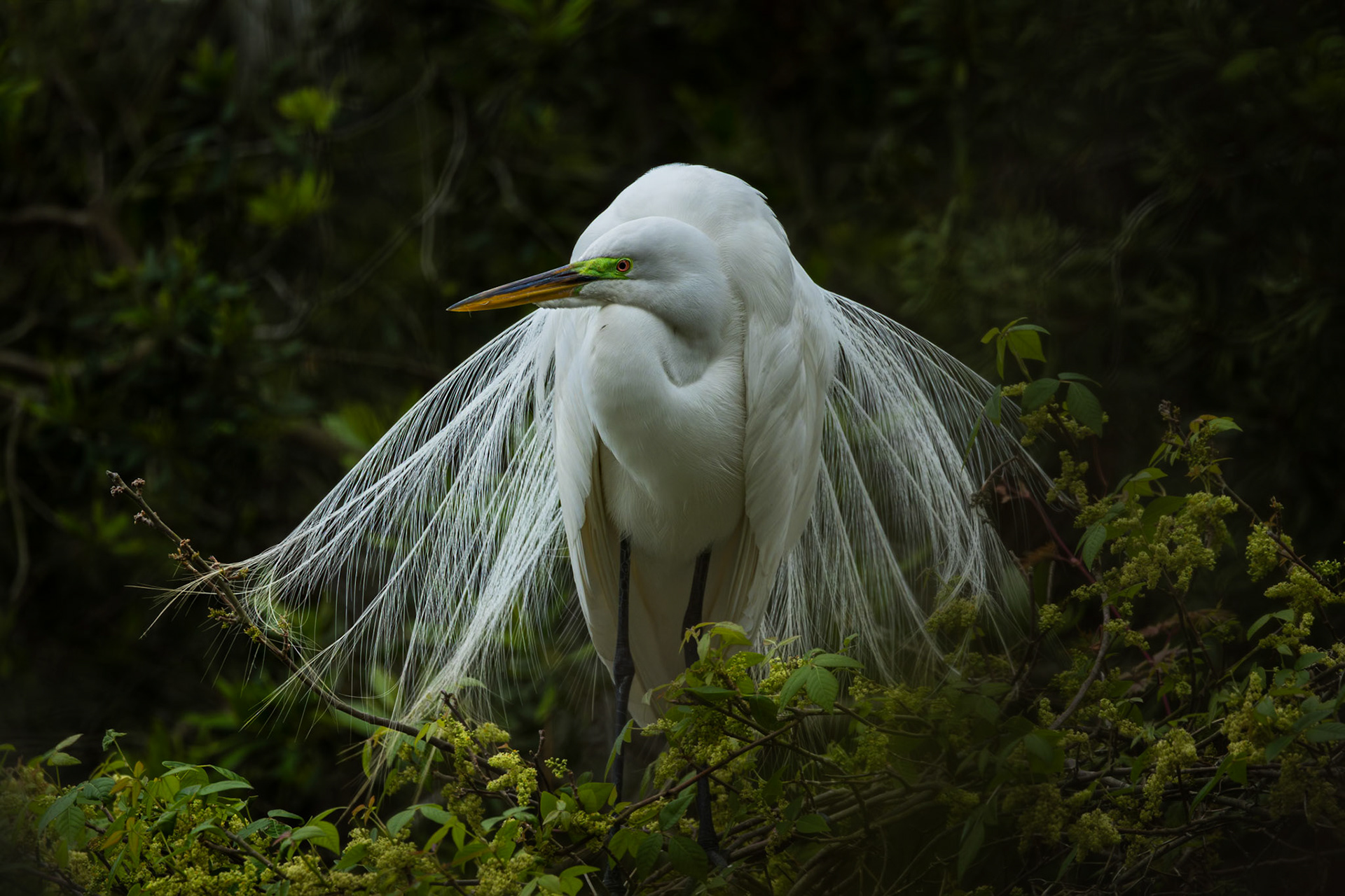 Great egret 77, Huntington Beach State Park